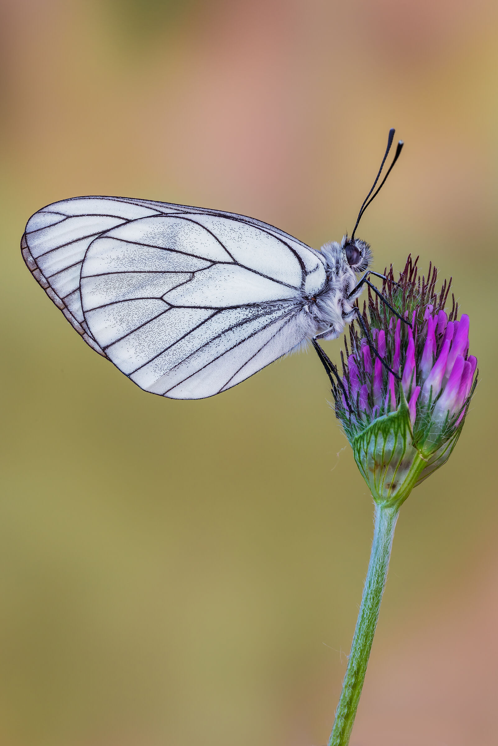 aporia