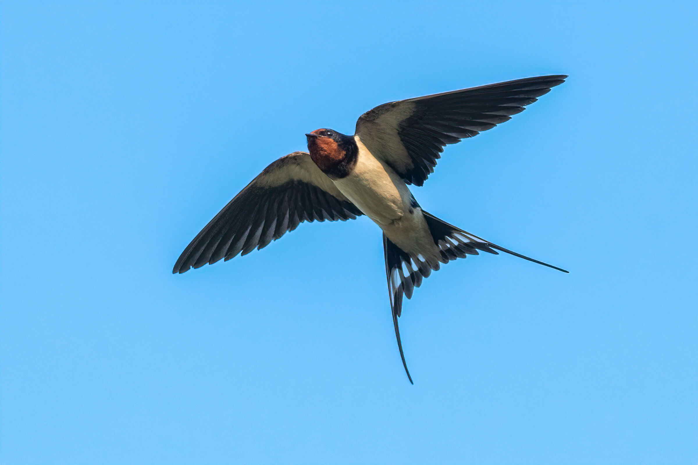 Barn swallow
