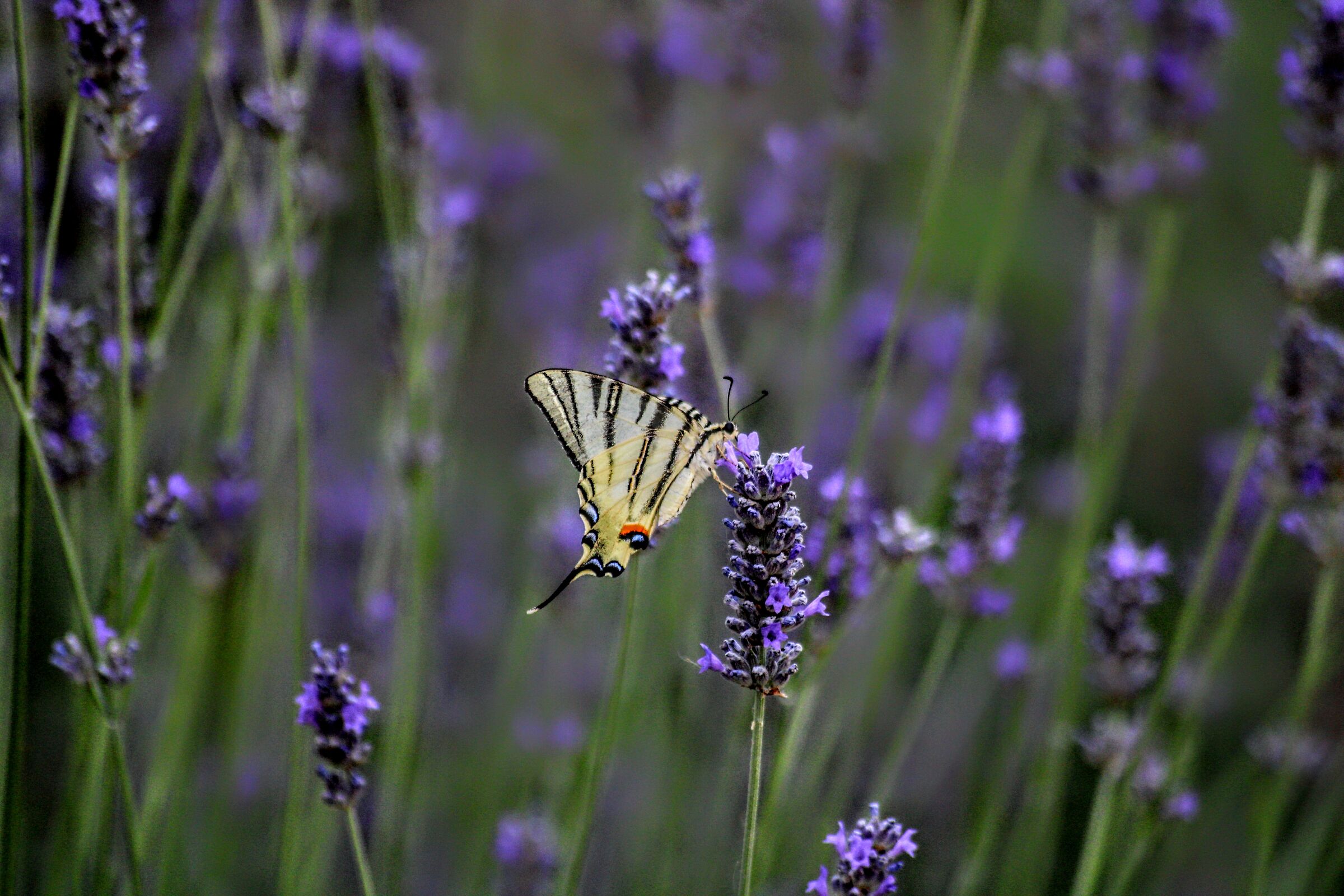 Lavanda