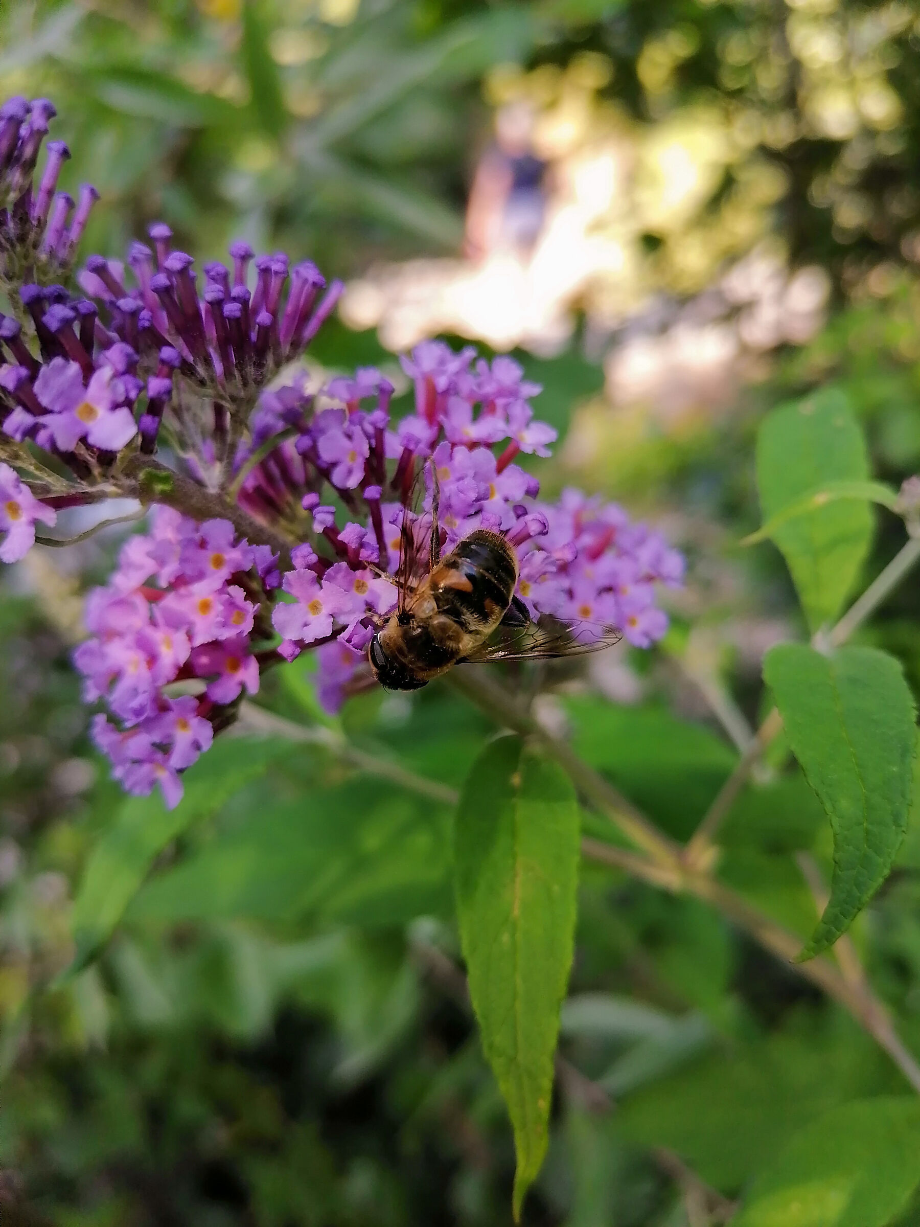 Butterfly tree bee01