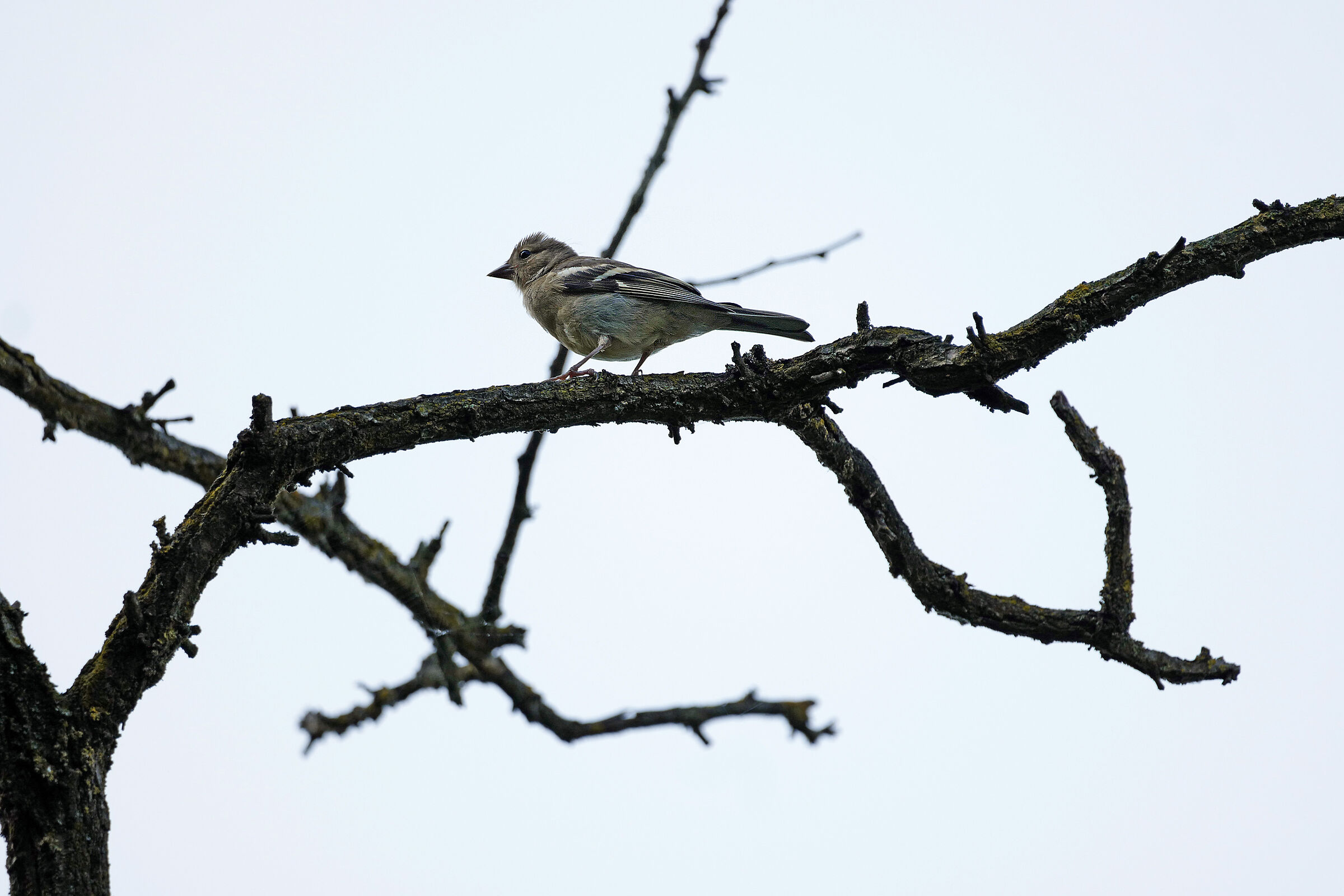 Qualcuno mi sa dire chi è