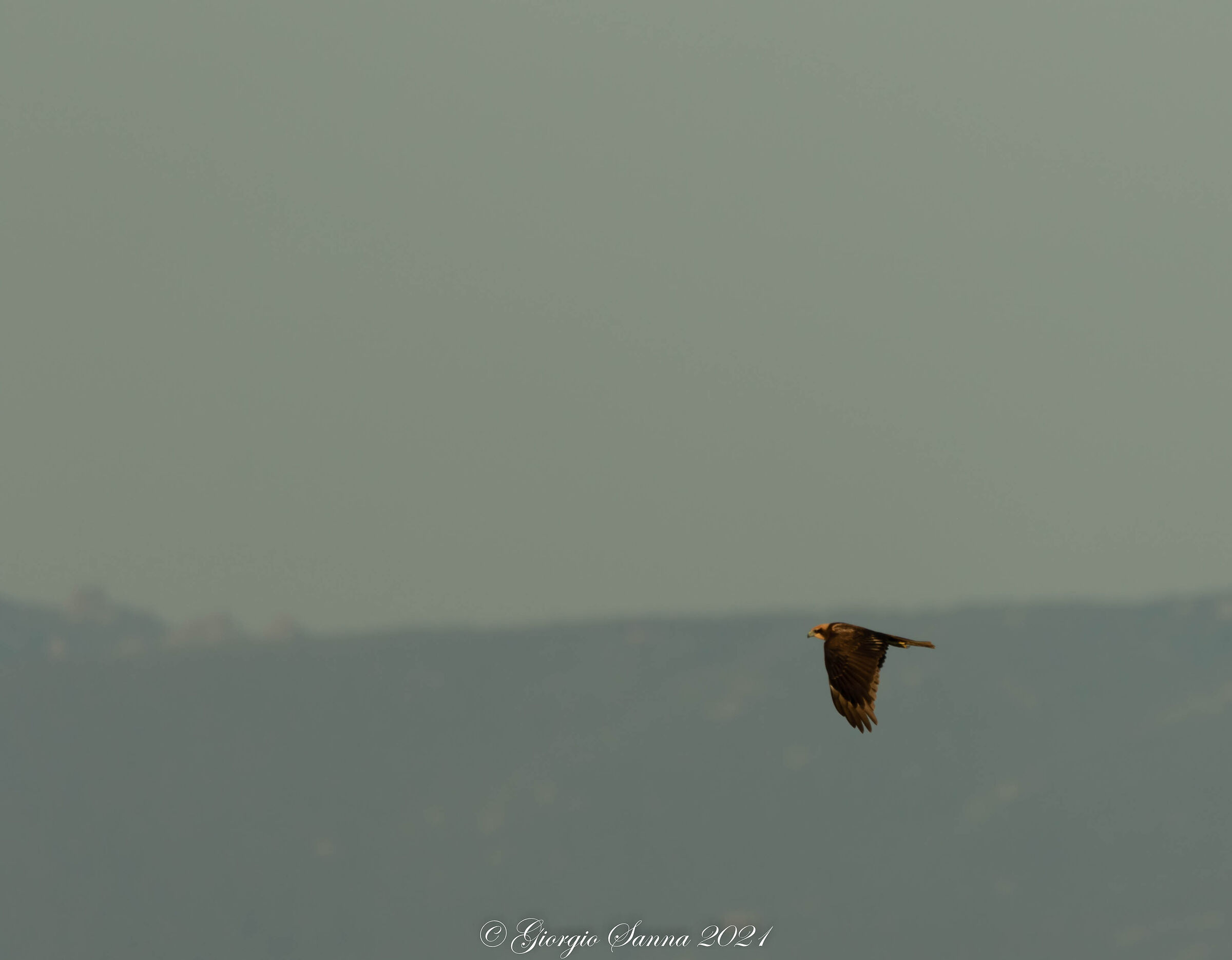 Marsh falcon