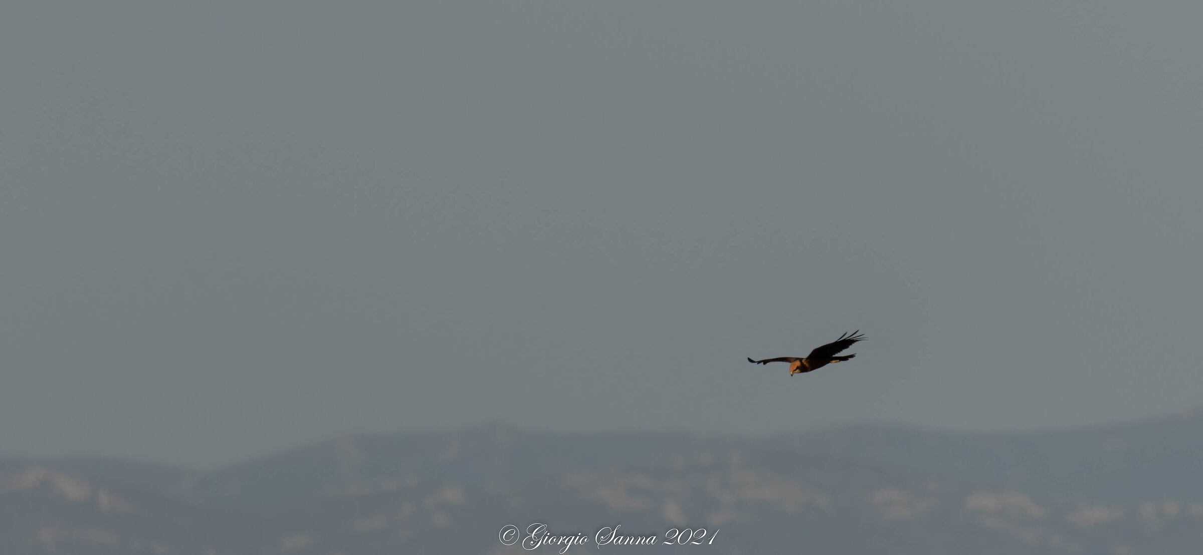 Marsh falcon