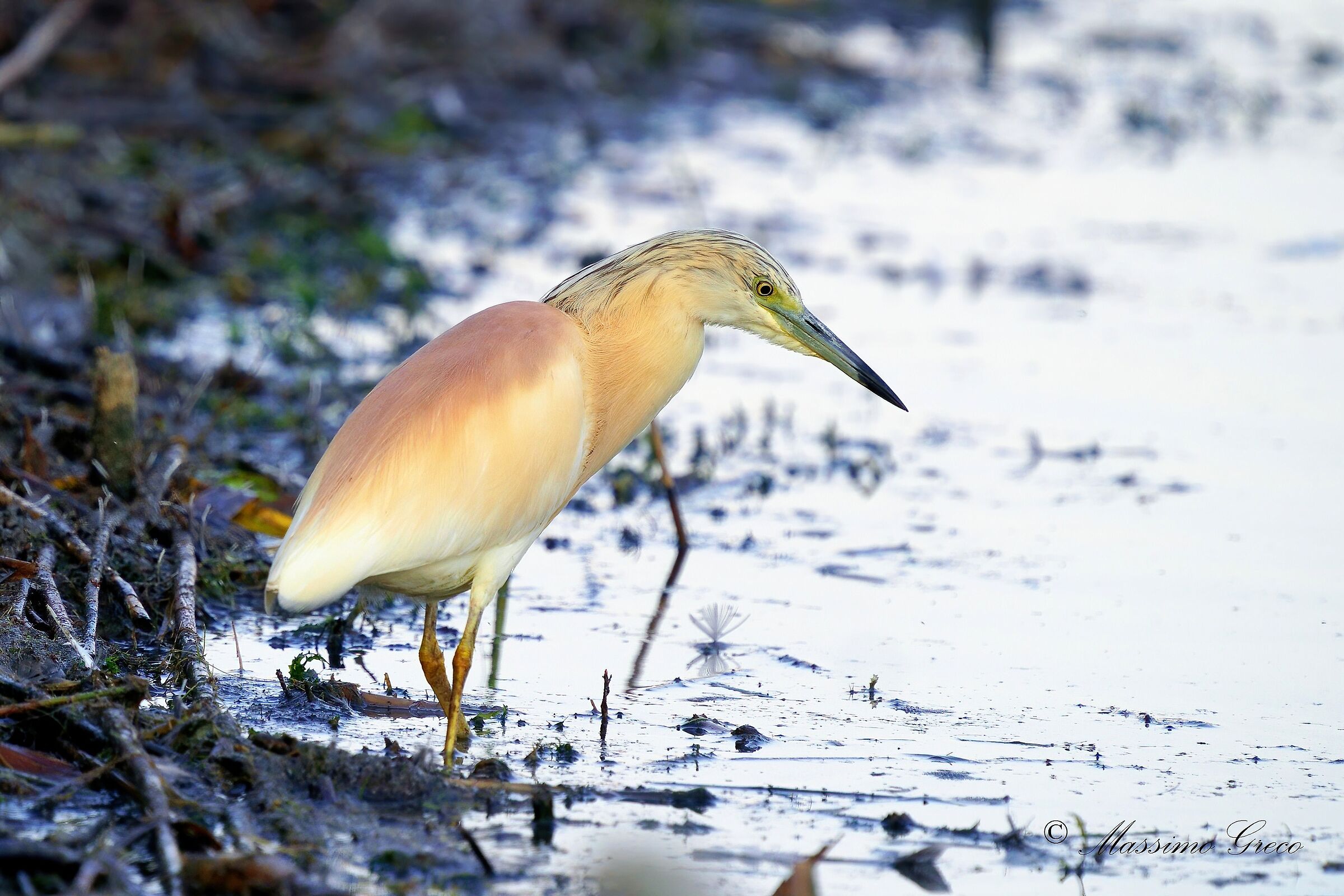 Sgarza tuft (Ardeola ralloides)