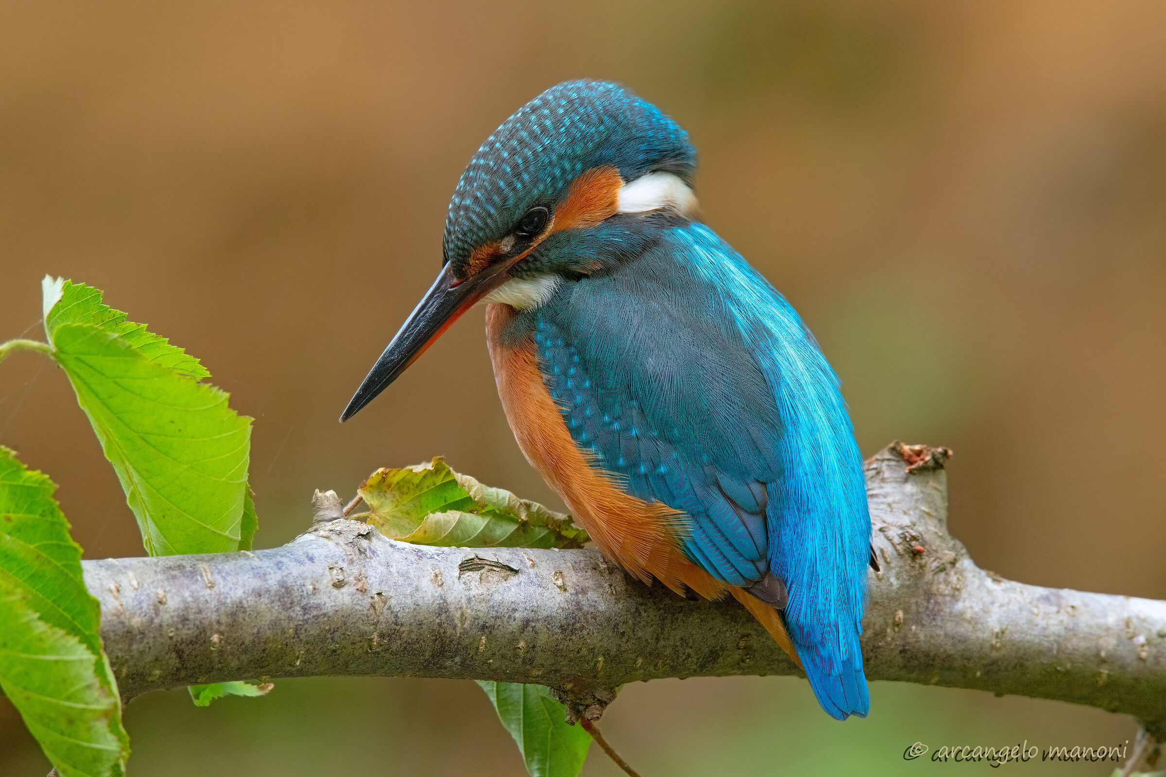 The return of the martina