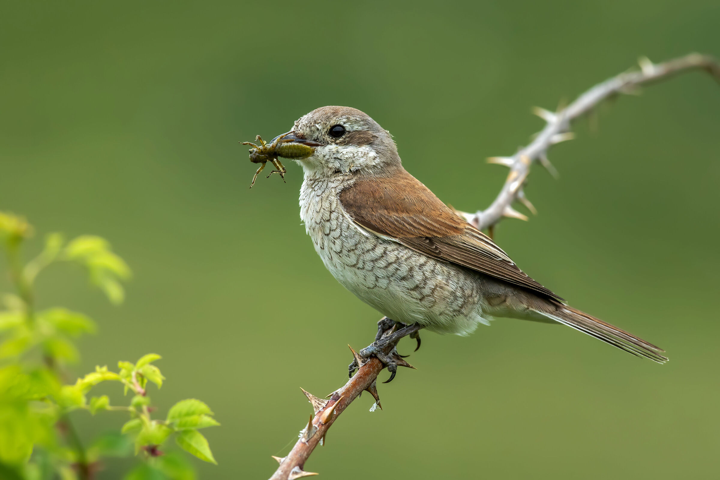 Small shrike (f)