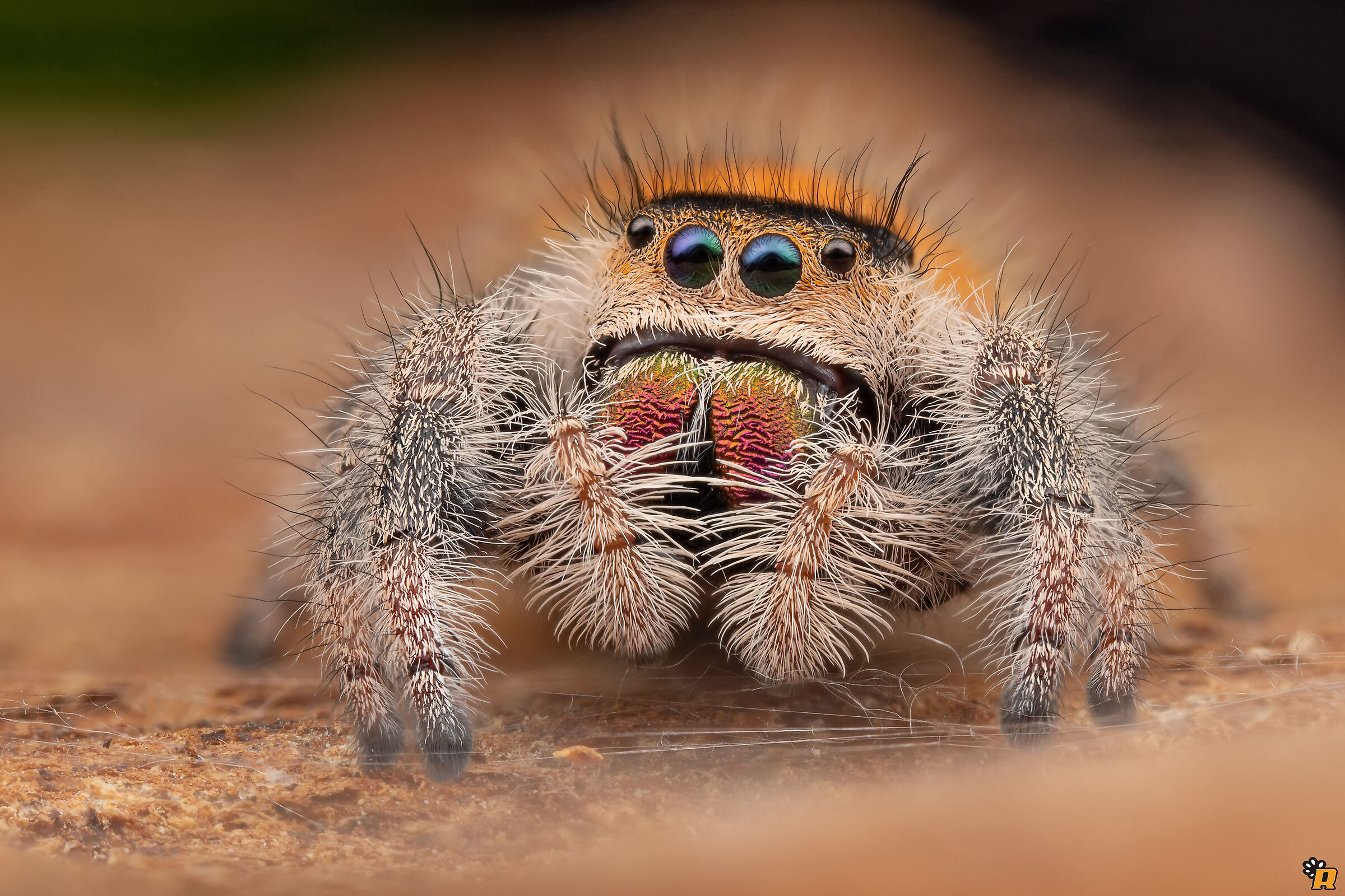 P.regius young female