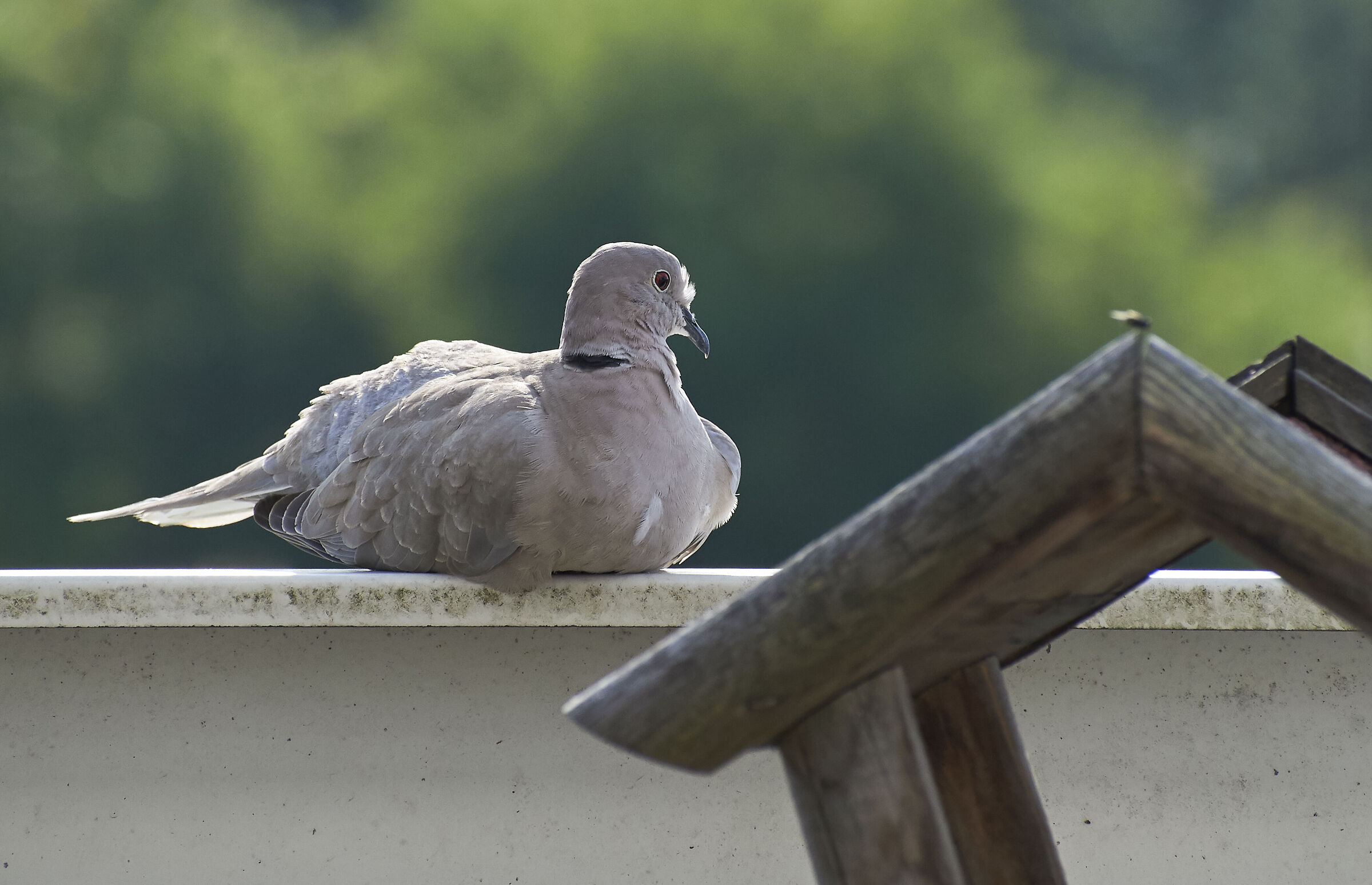 Young Collared Dove at home