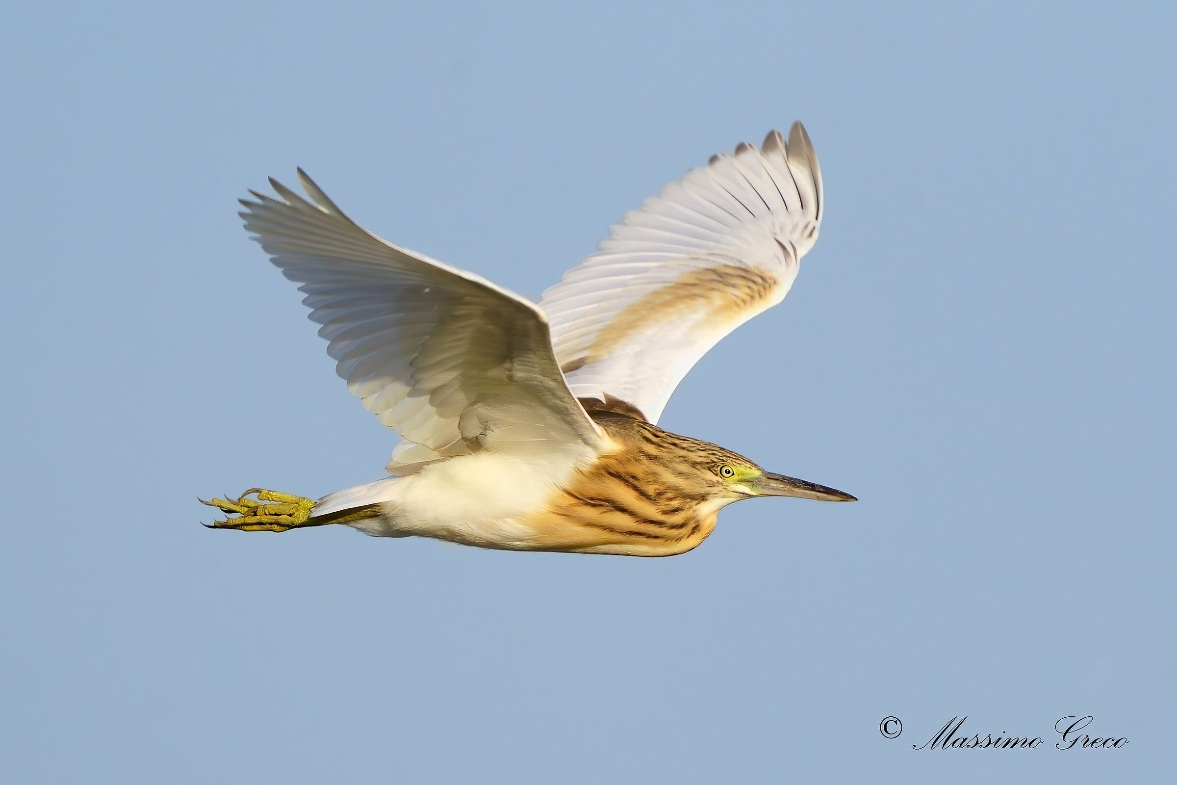 Sgarza ciuffetto (Ardeola ralloides)