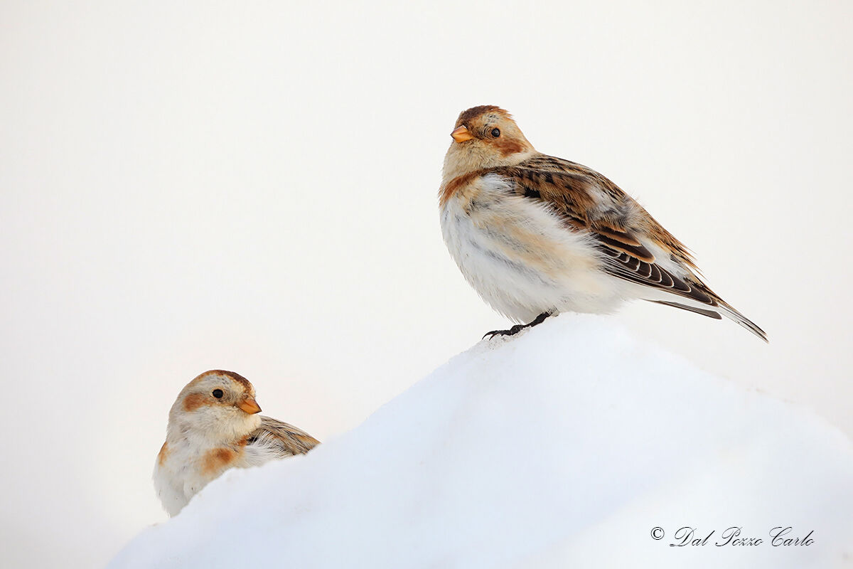 Snow buntings