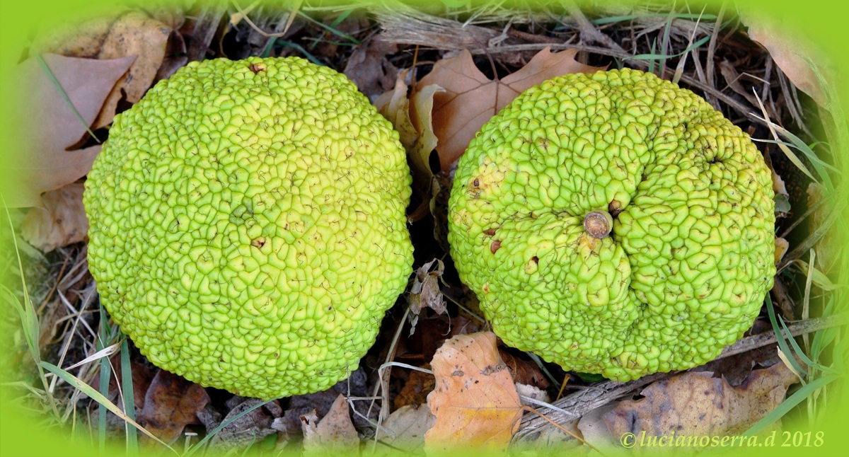Fruits of maclura pomifera