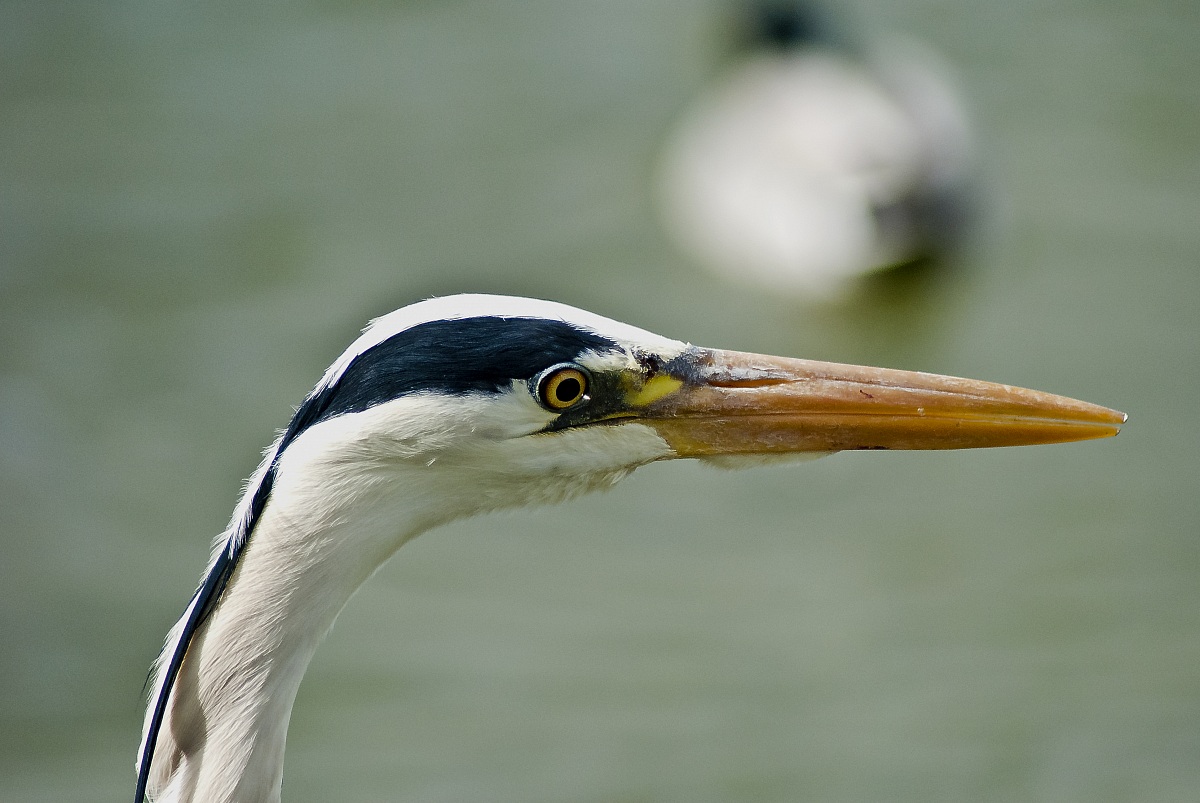 Grey Heron