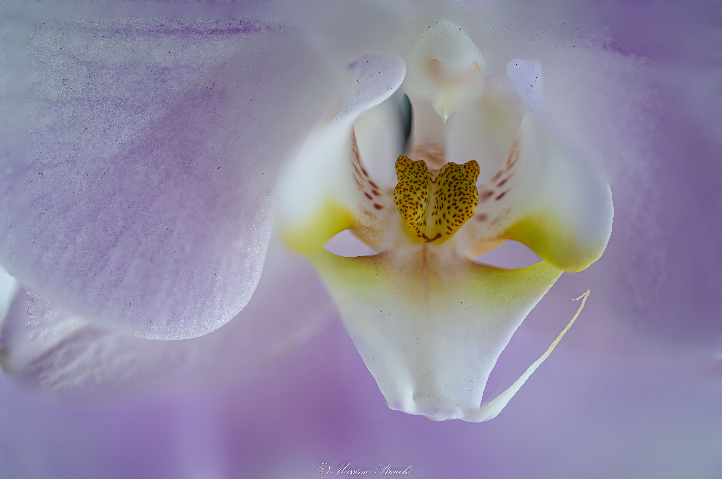 orchidea phalaenopsis rosa - Focus Shift Photography
