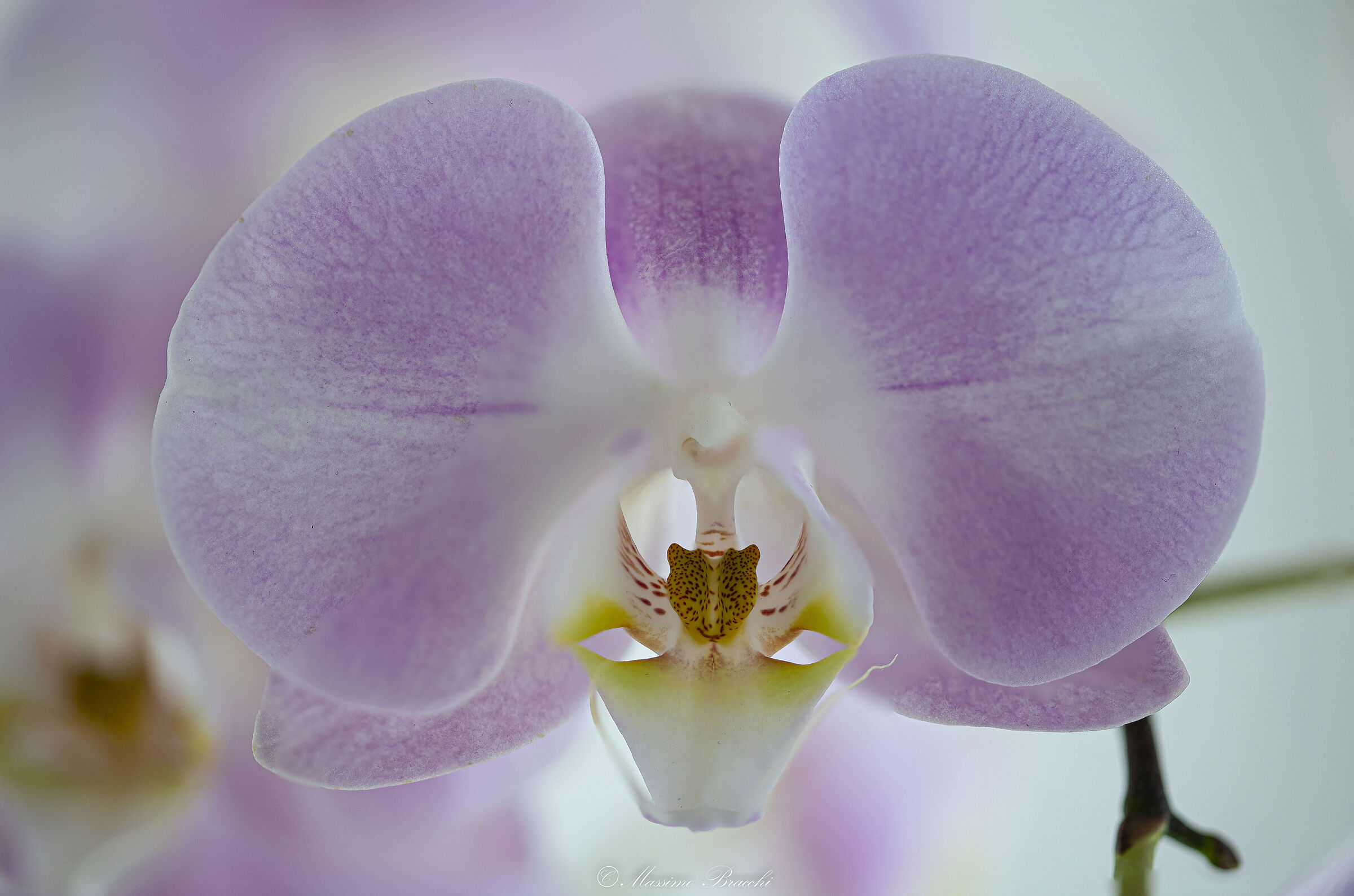 Orchidea phalaenopsis