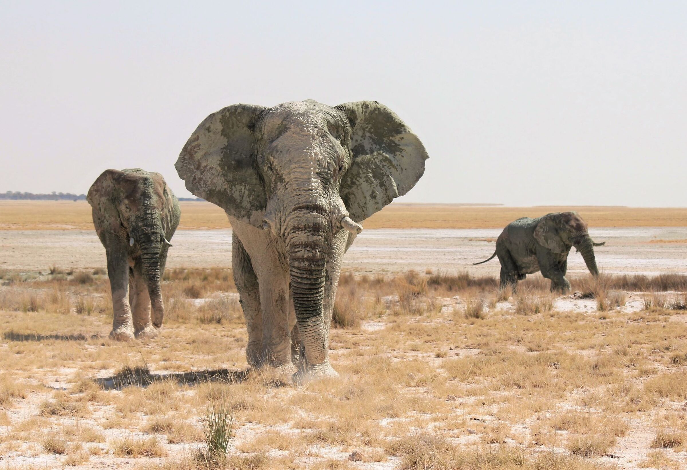 The March of the White Giants