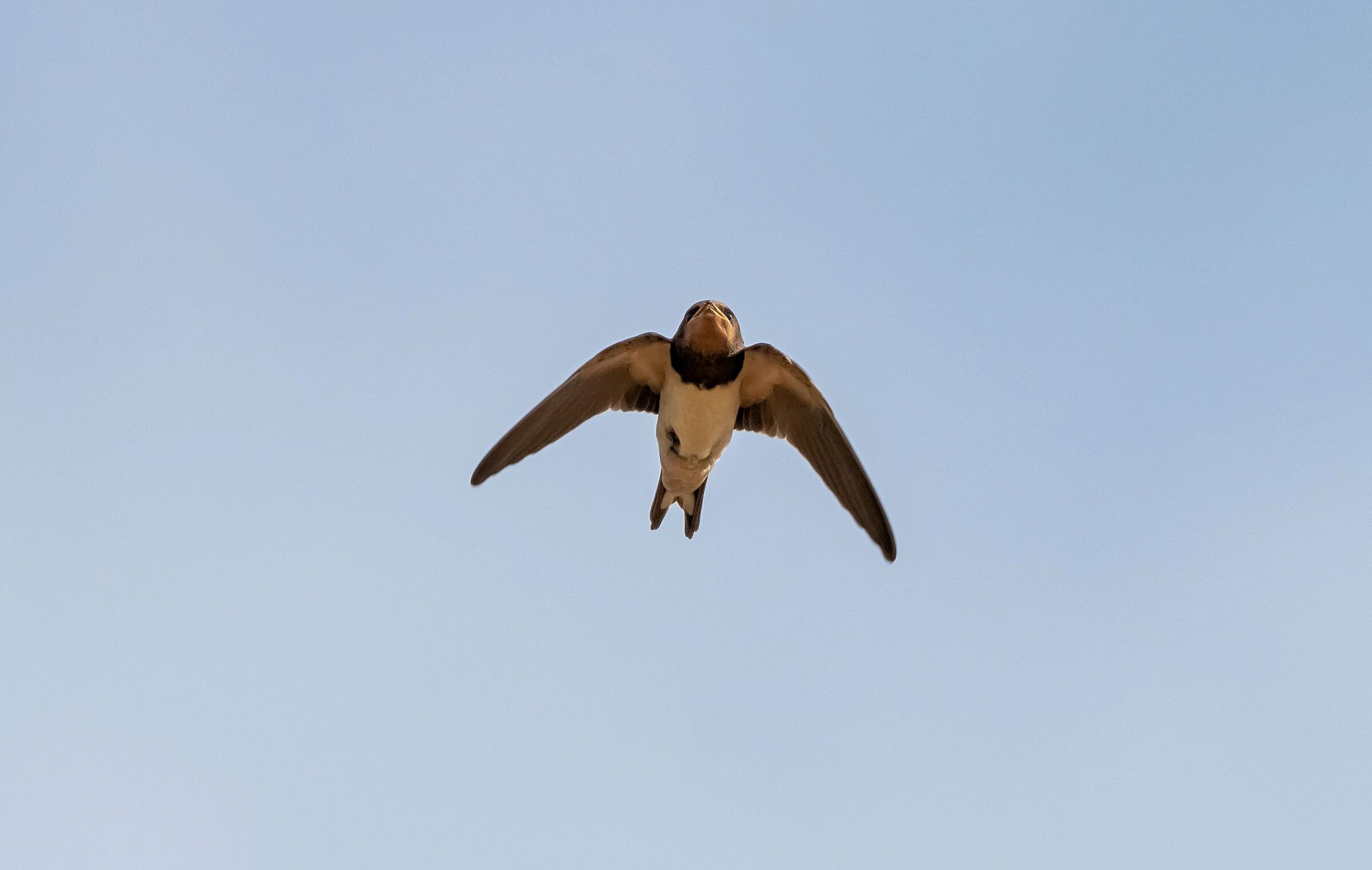 Common swallow in flight 1/07/2021