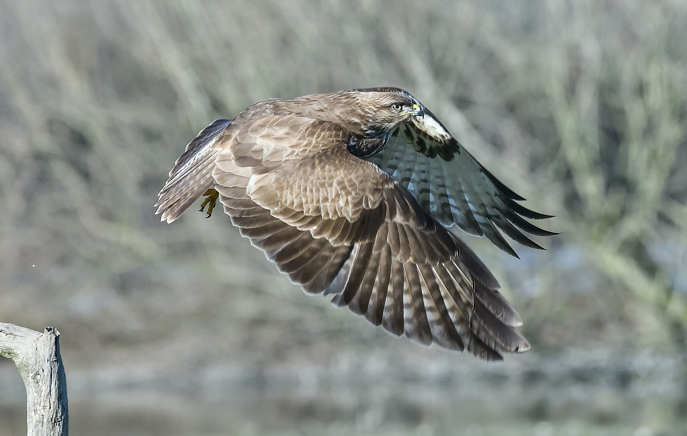 buzzard