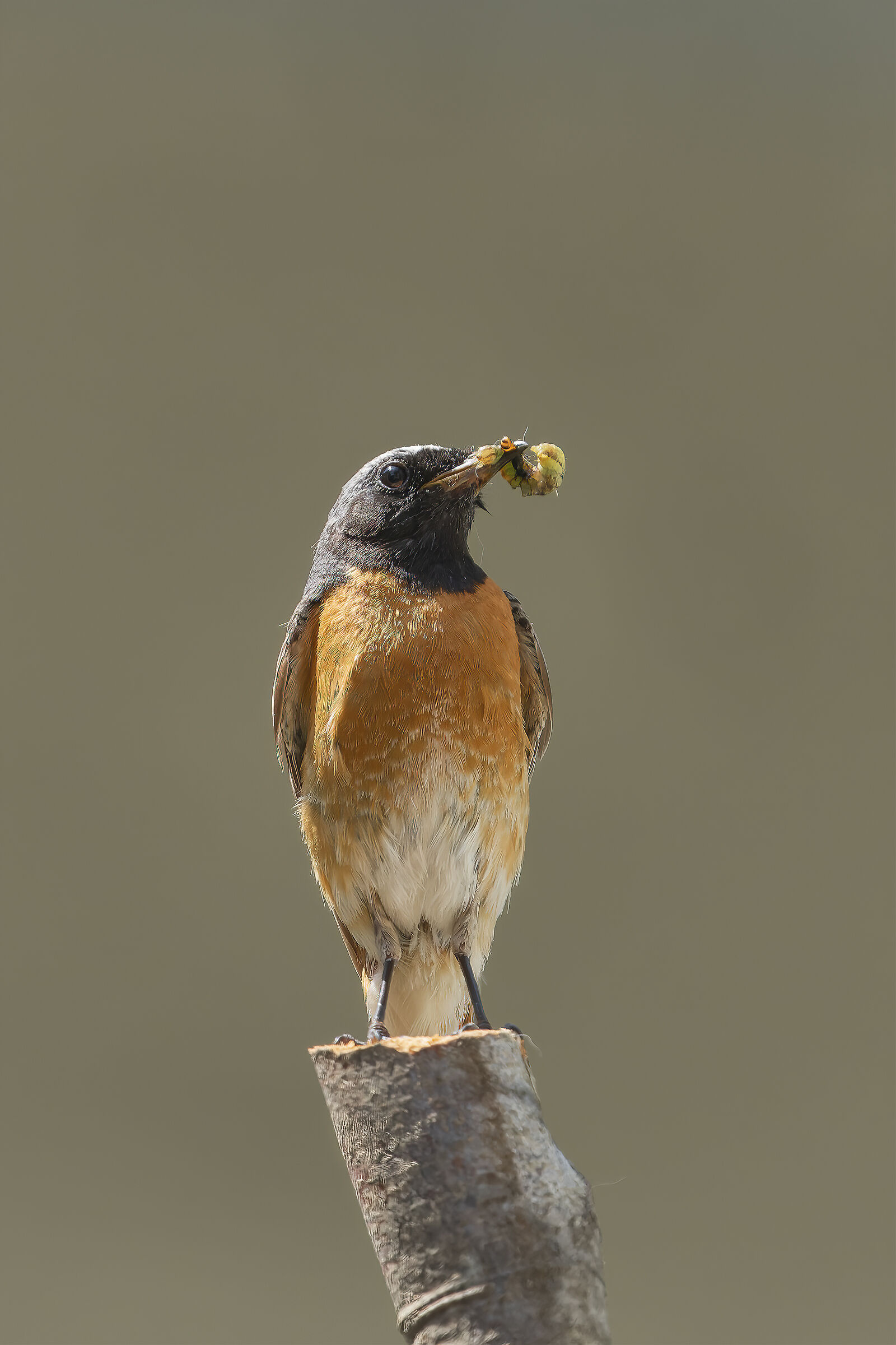 Codirosso fiero sul paleto