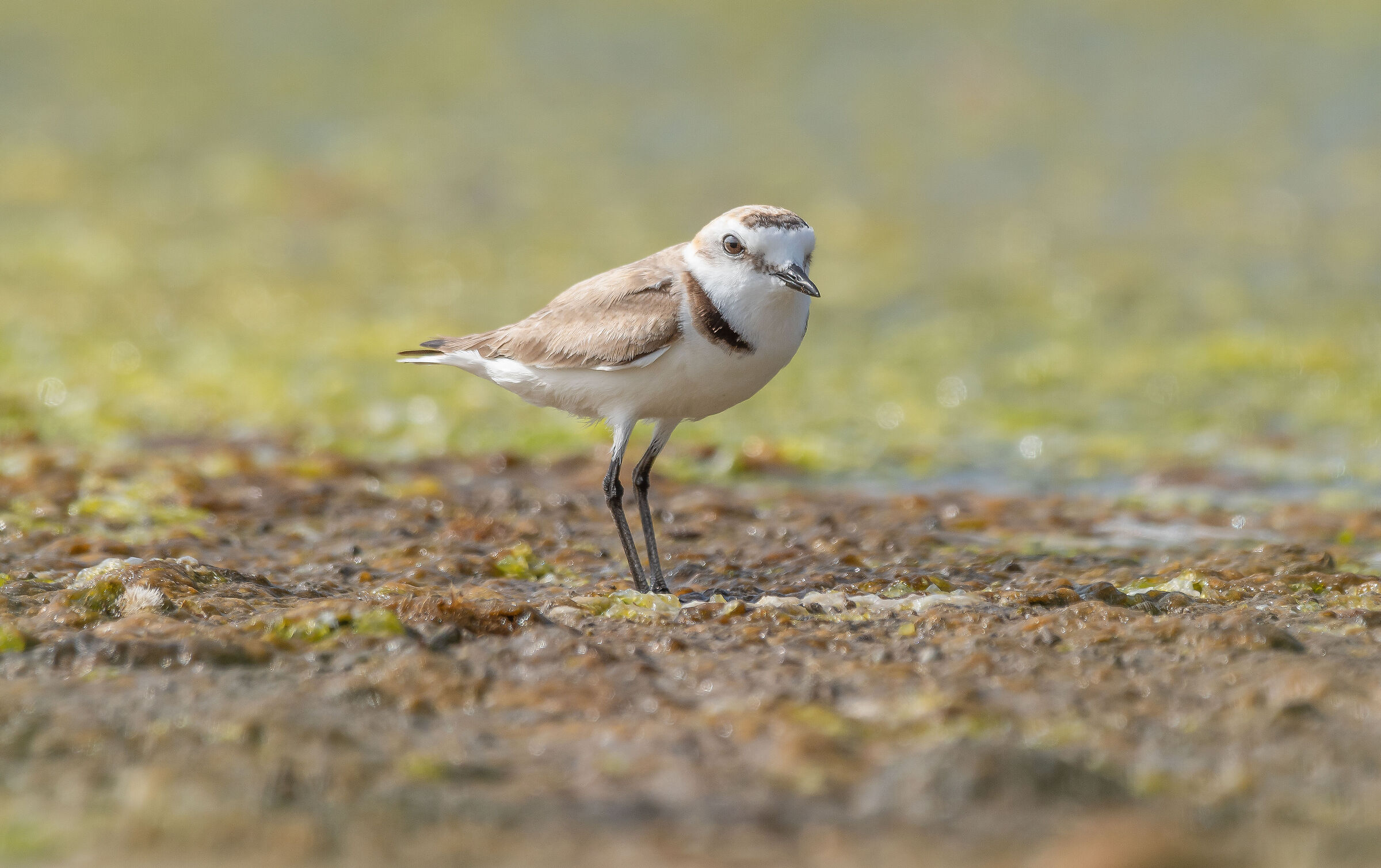 sifting through the archives- Fratino