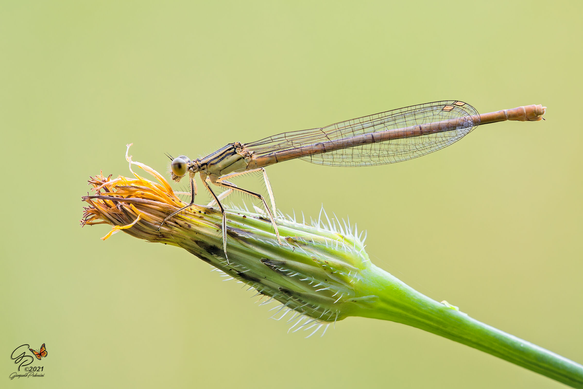 Damigella generosa (Platycnemis pennipes - femmina)