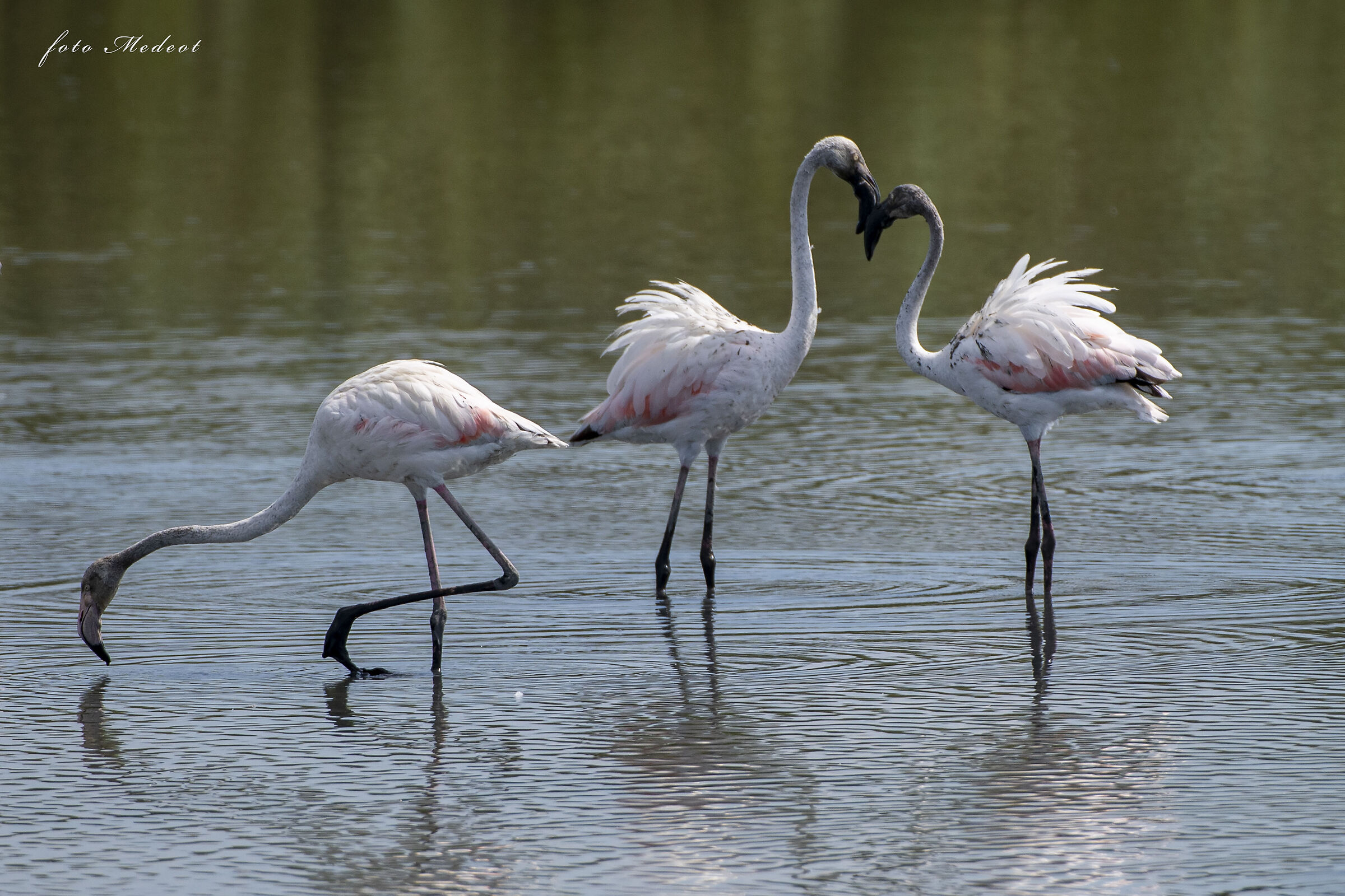 Fenicotteri, zozzi ma belli
