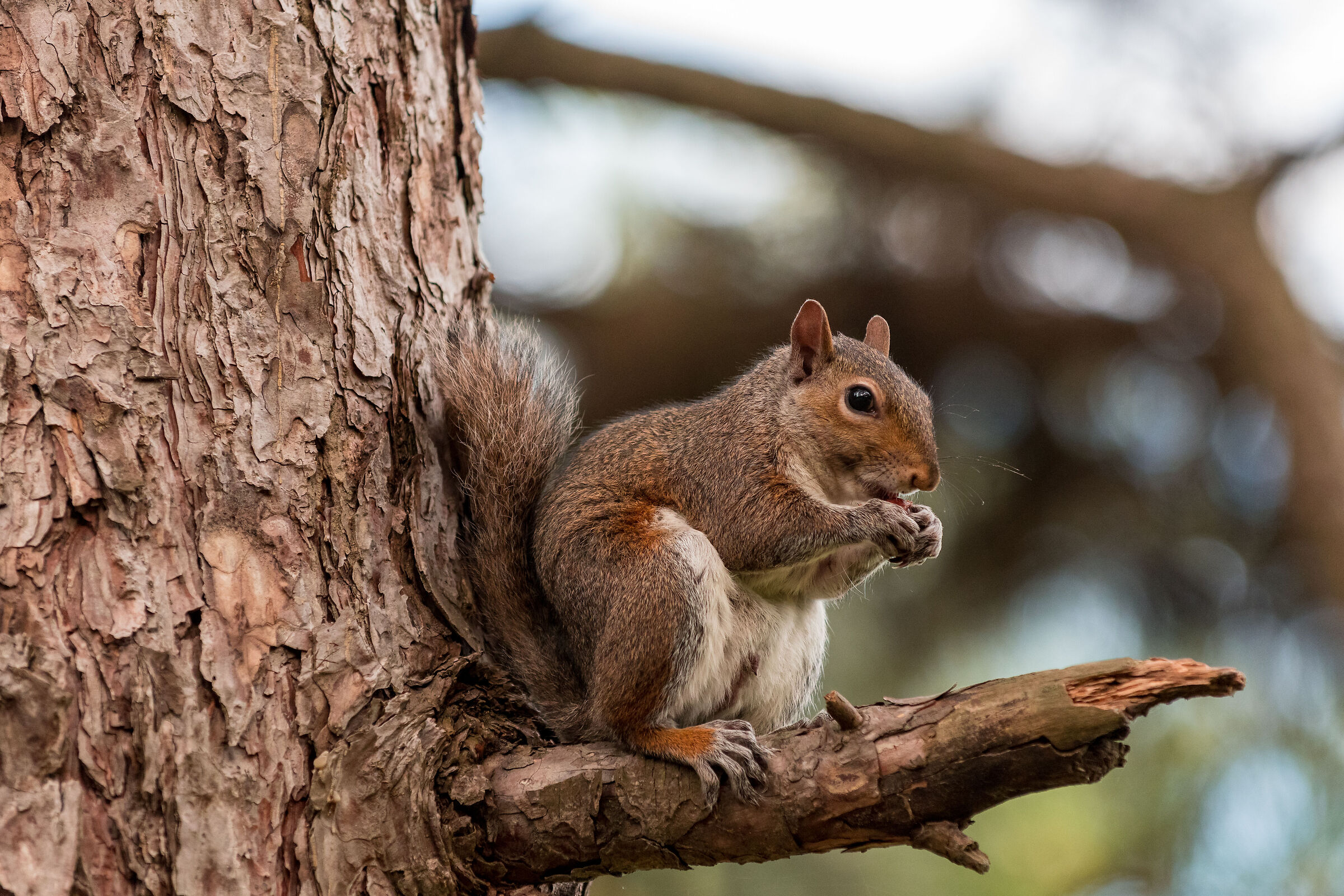 European squirrel