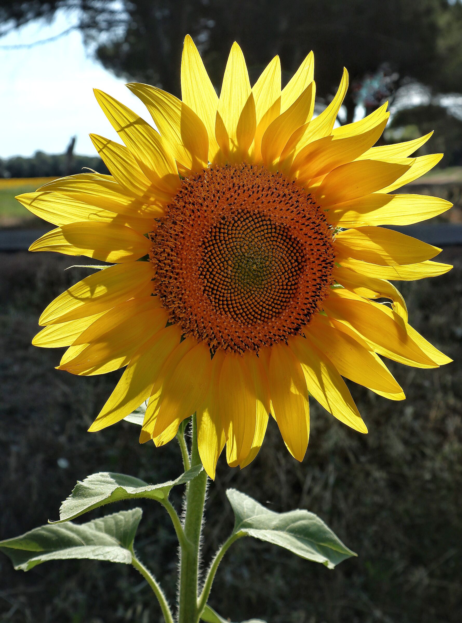 And here came the sunflower season...