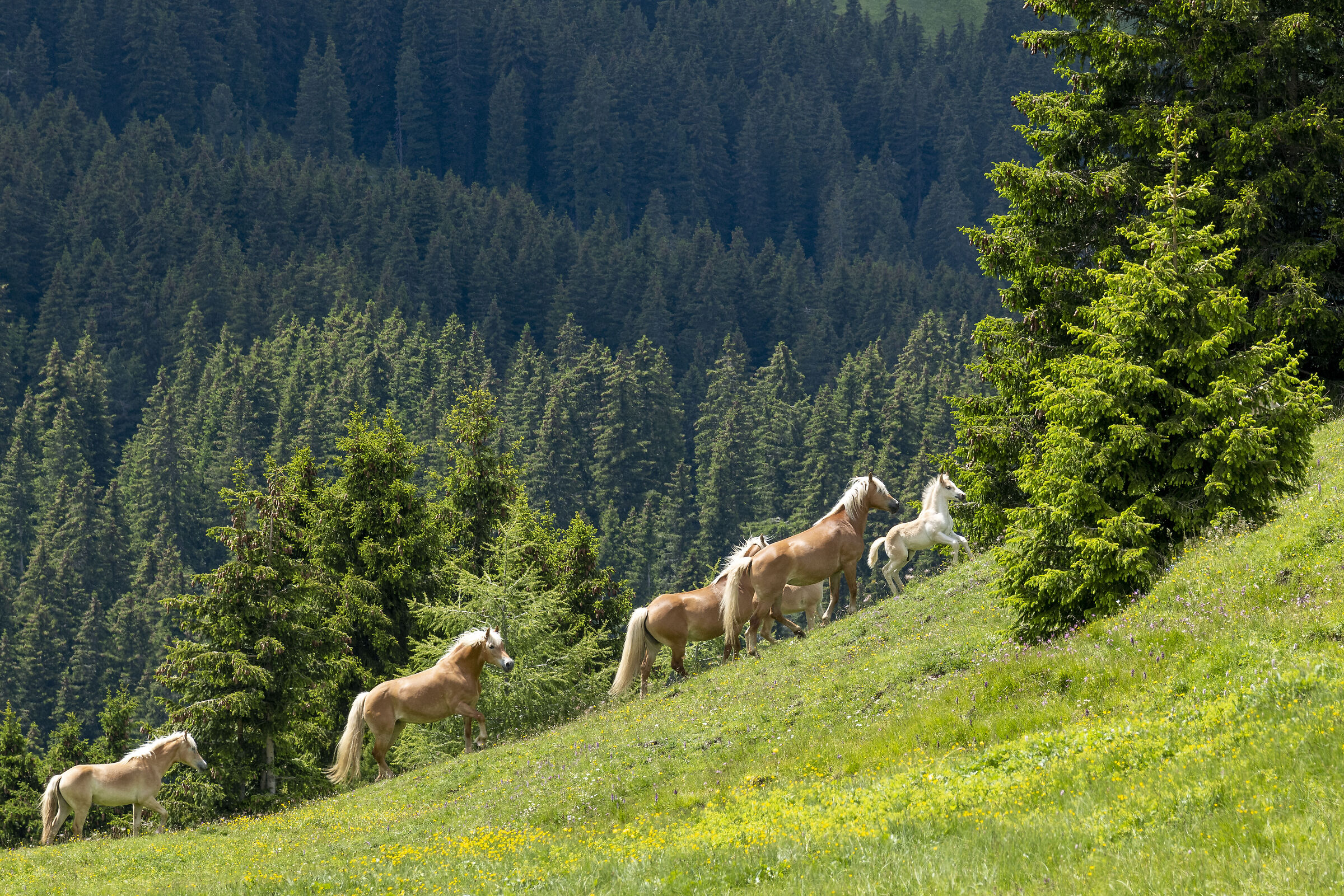 I cavalli della valle