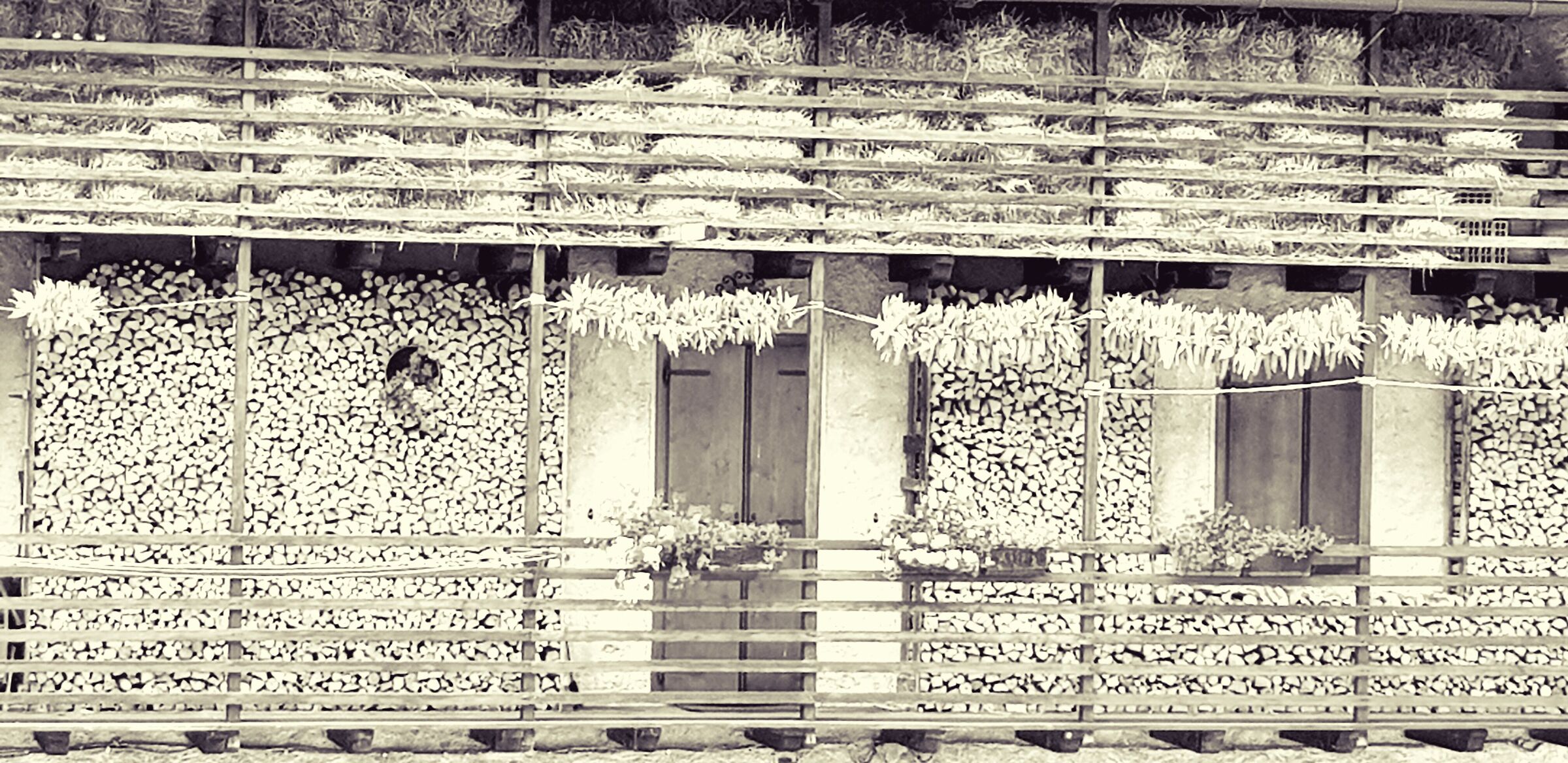 The barn and the woodshed