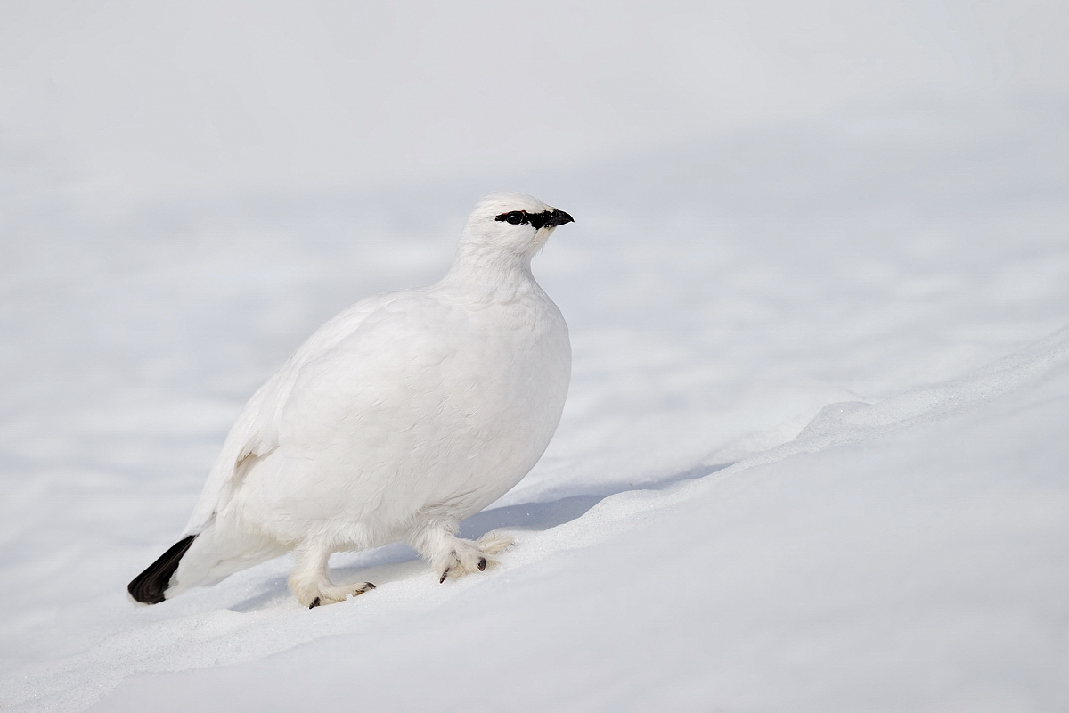 Ptarmigan