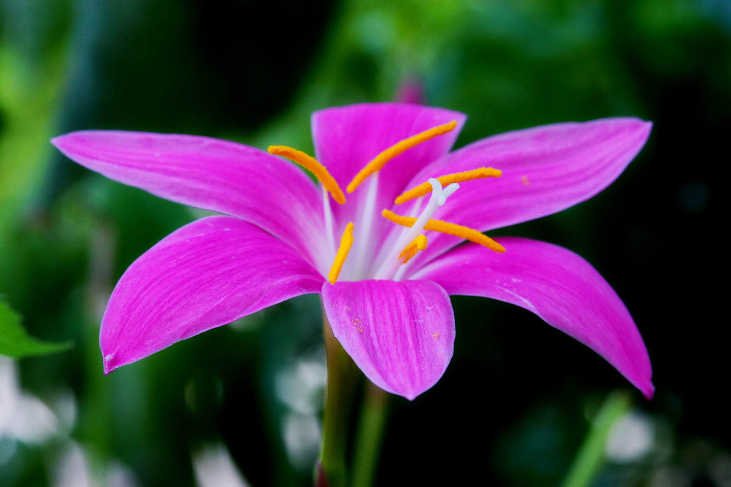 Zephirantes rosea