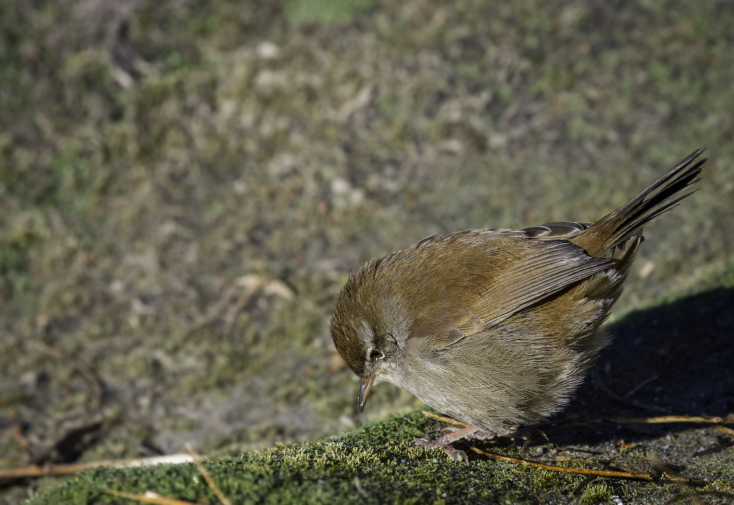 Nightingale of Rijeka