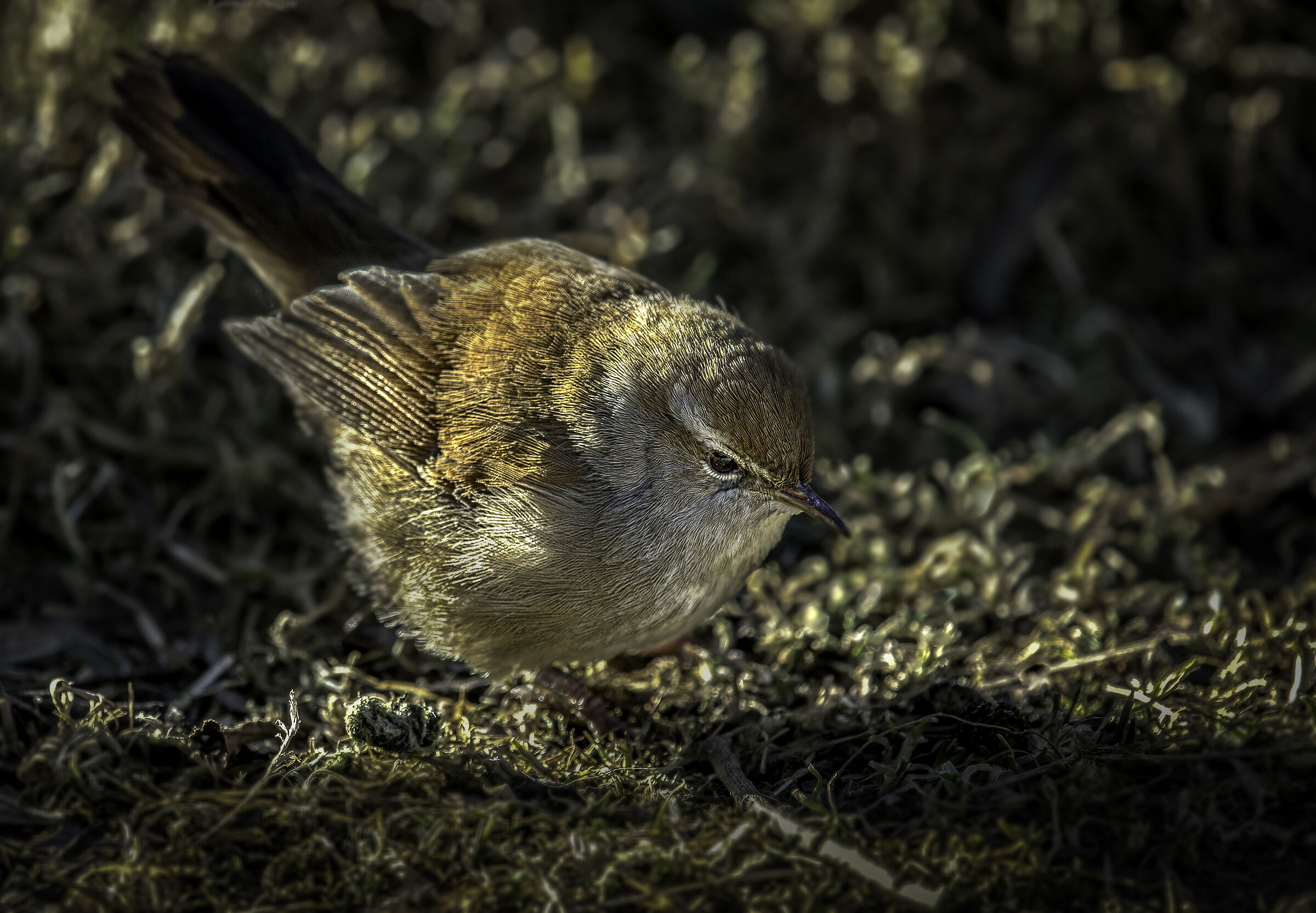 Nightingale of Rijeka