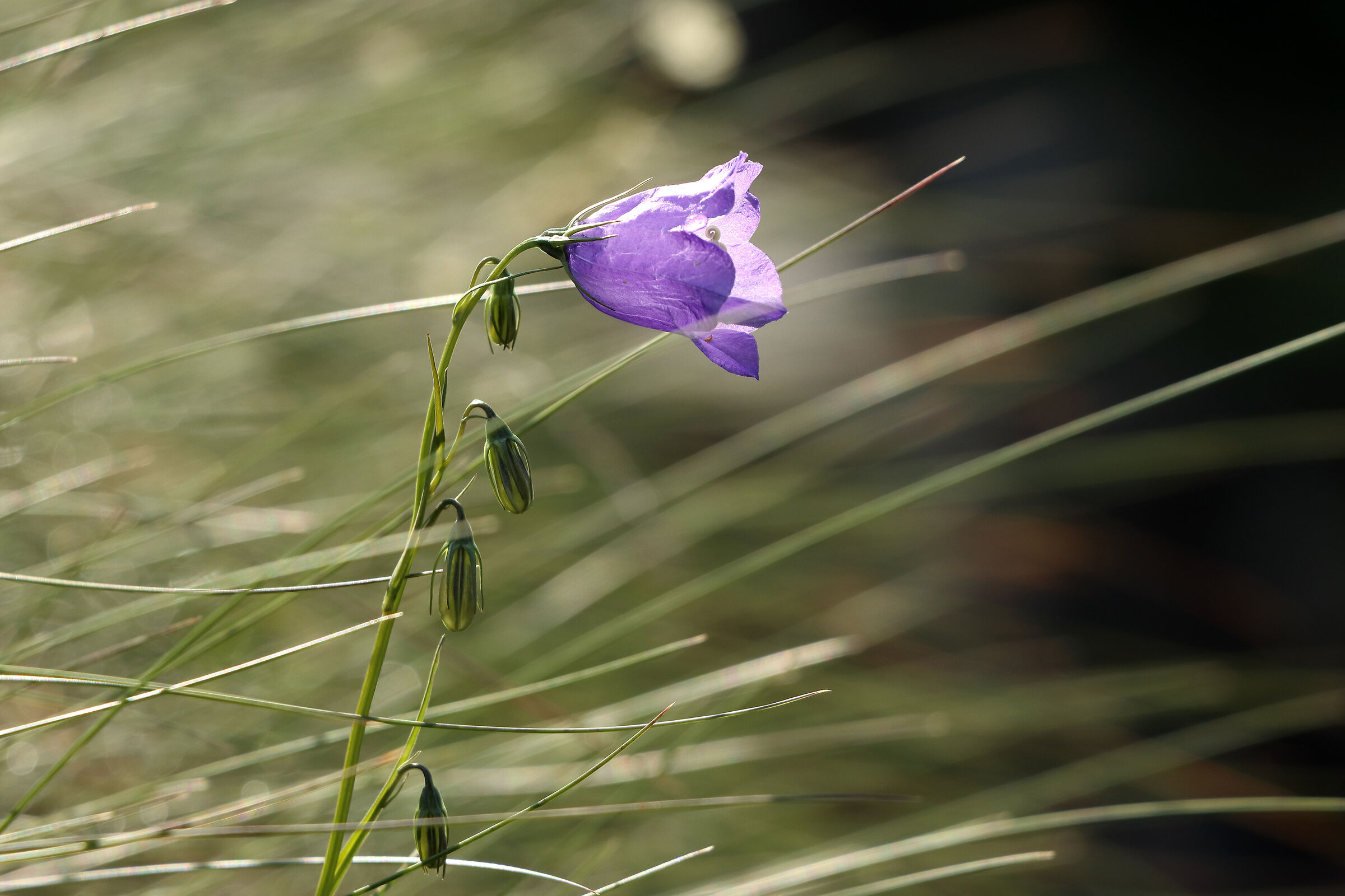campanula (Common Harebell)
