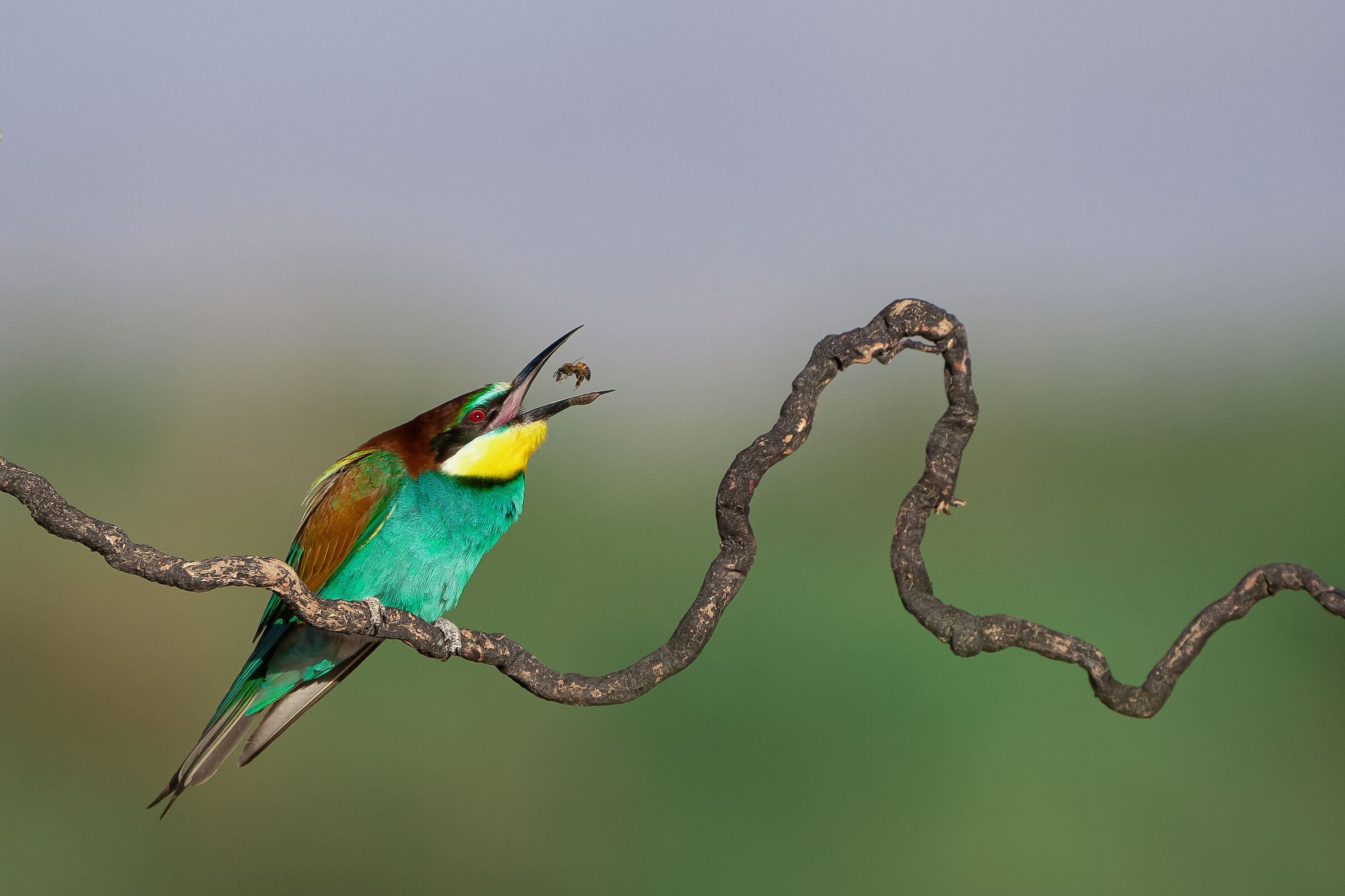 European bee-eater