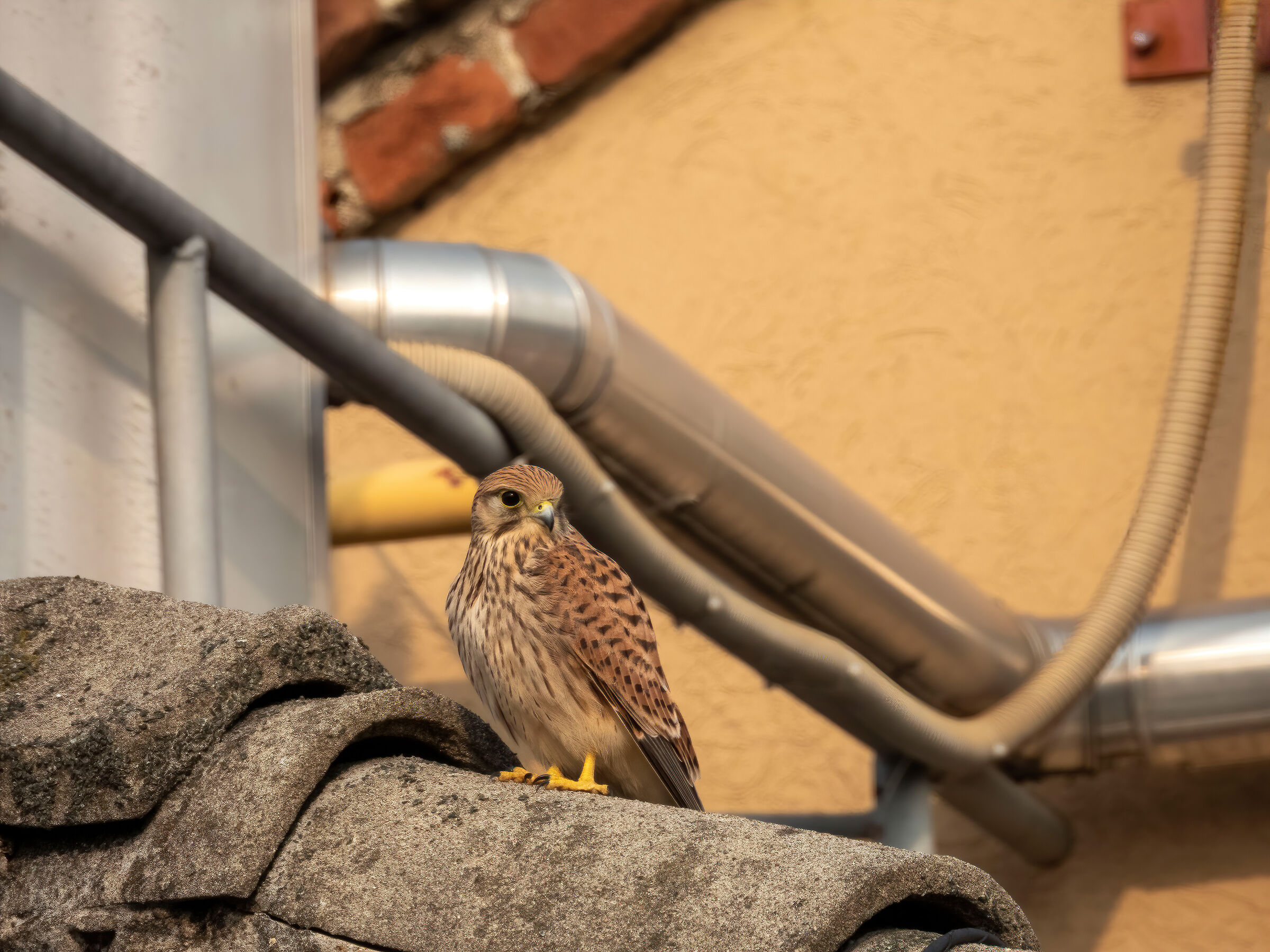 strange encounters in Turro (Milan)