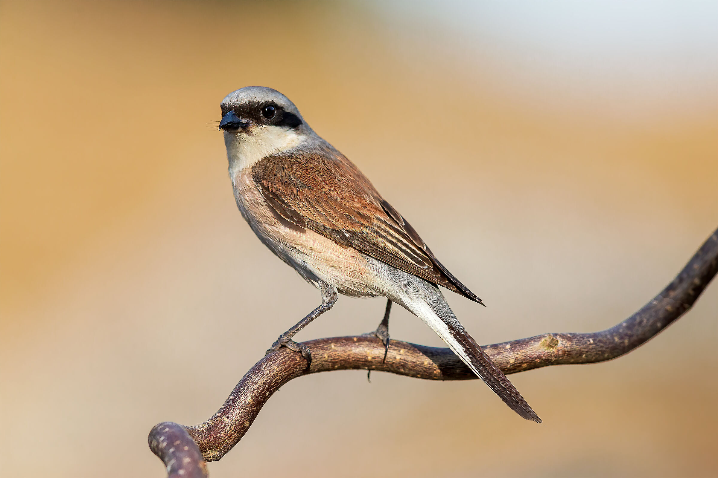 Averla piccola (Lanius collurio)