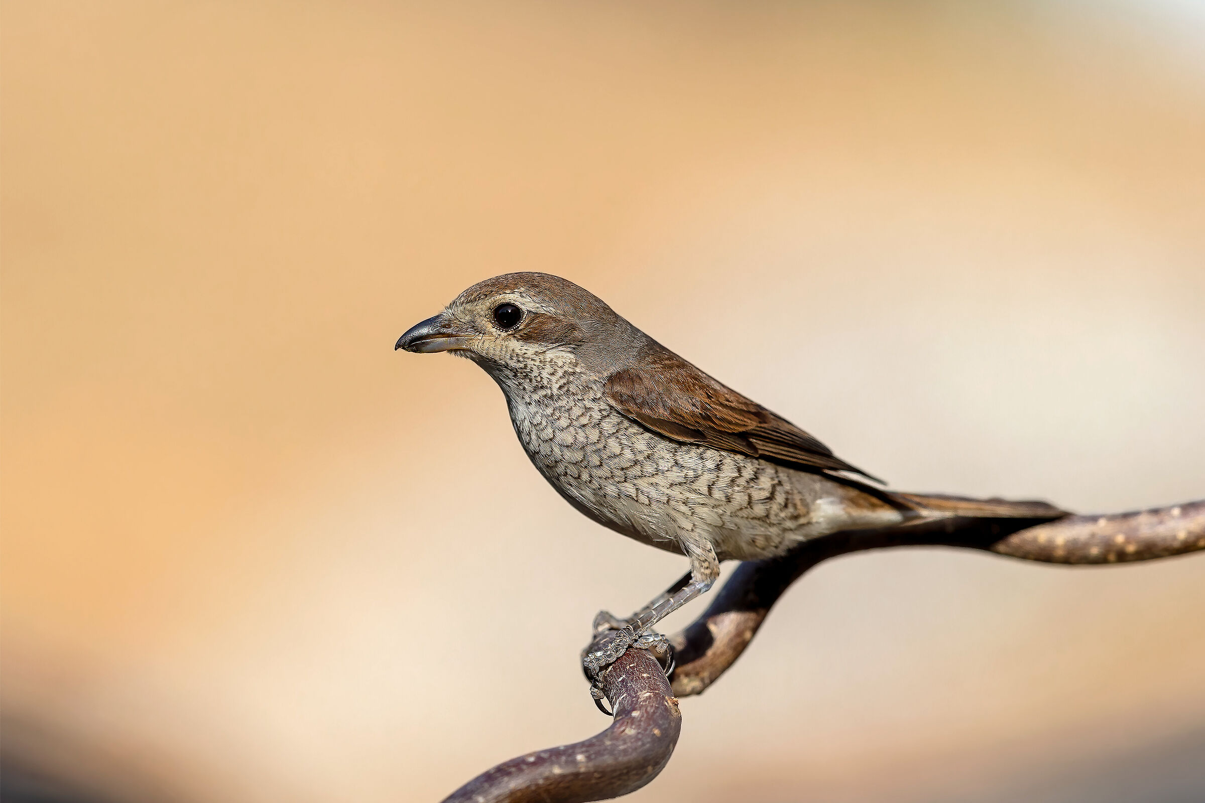Averla piccola femmina 2 (Lanius collurio)