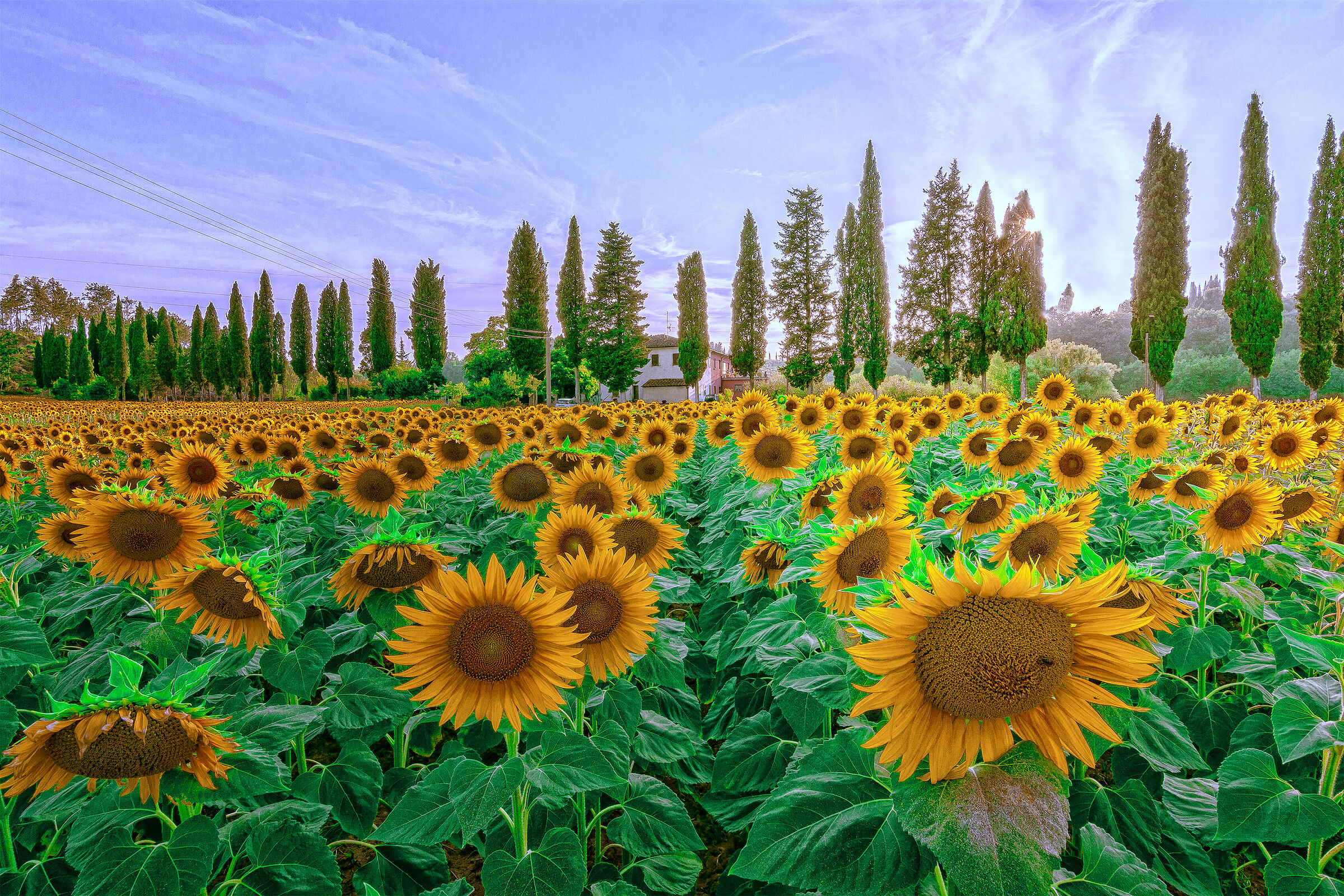 Sunflowers, cypresses, farmhouses. It's Tuscany.