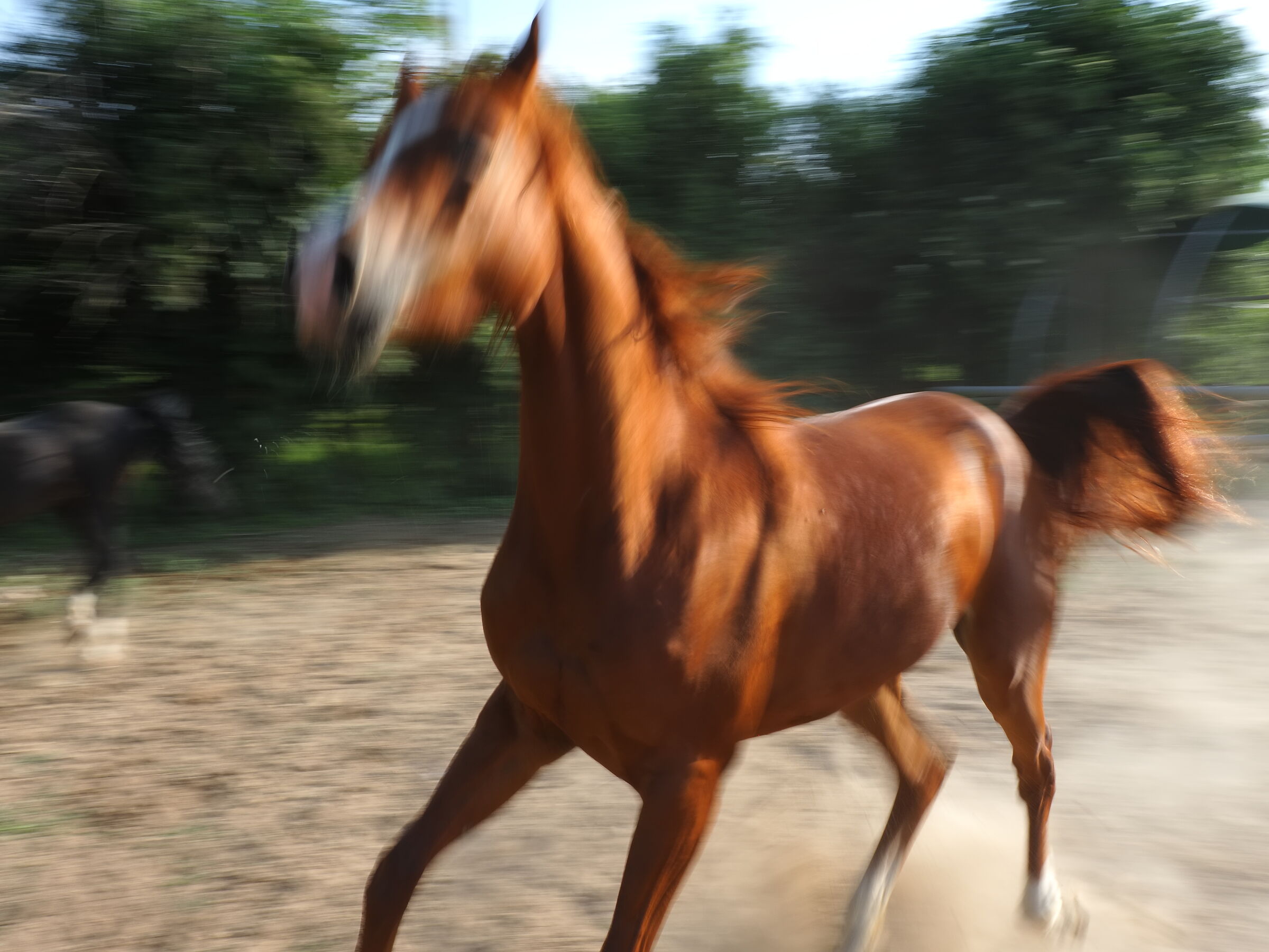 Horse in motion