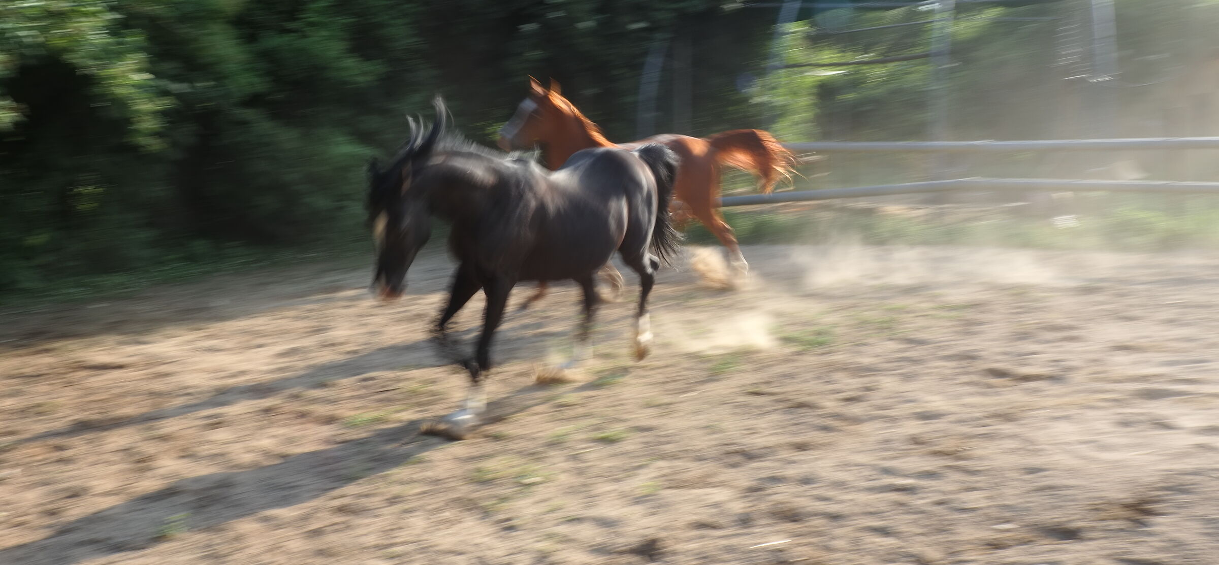 Horses in motion
