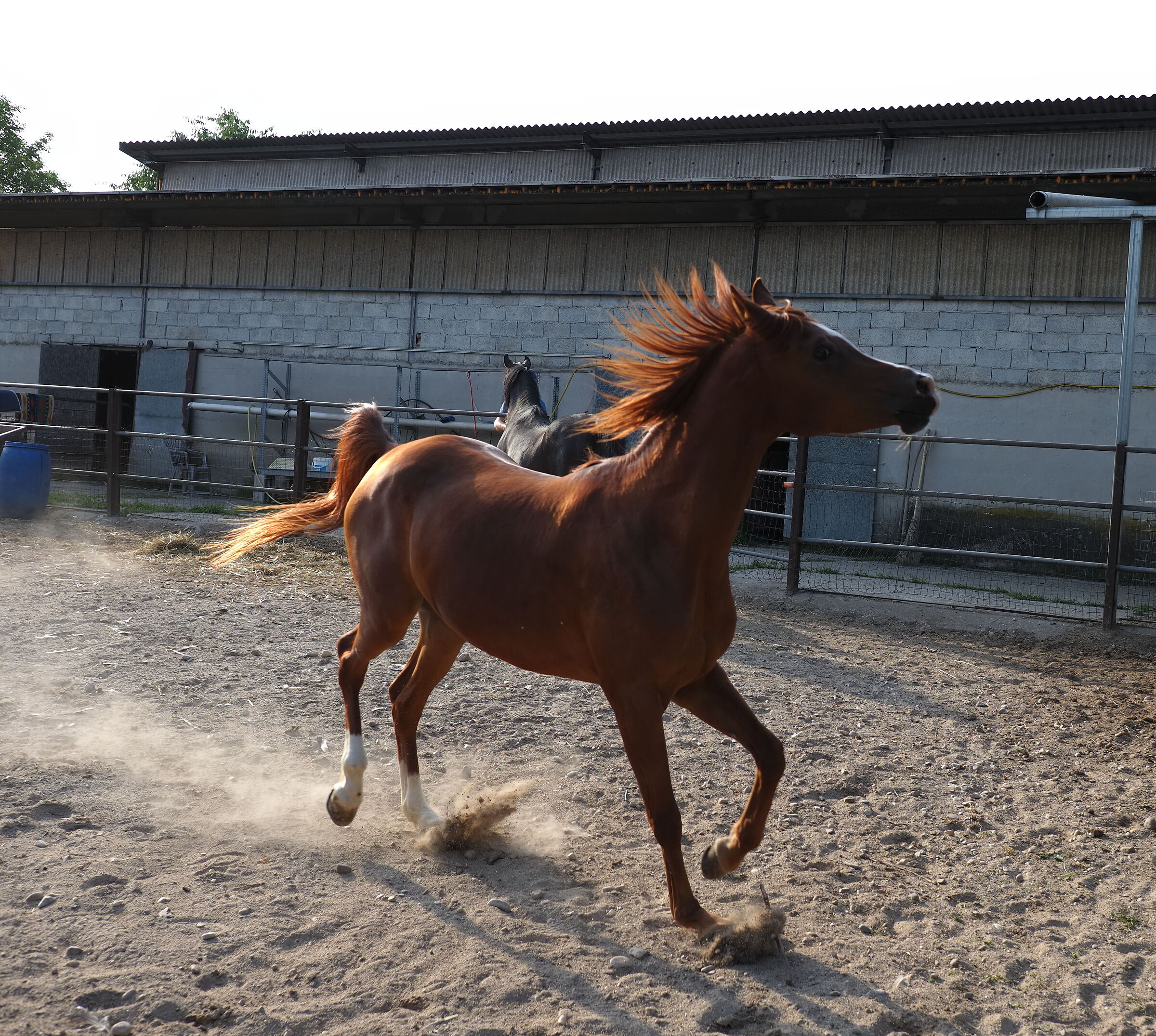 Horse, snapshot
