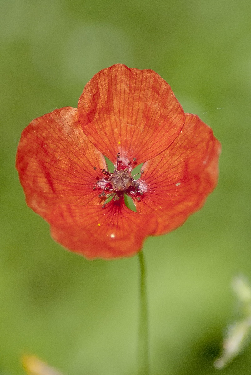 Poppy