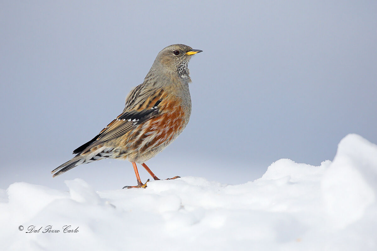Alpine accentor