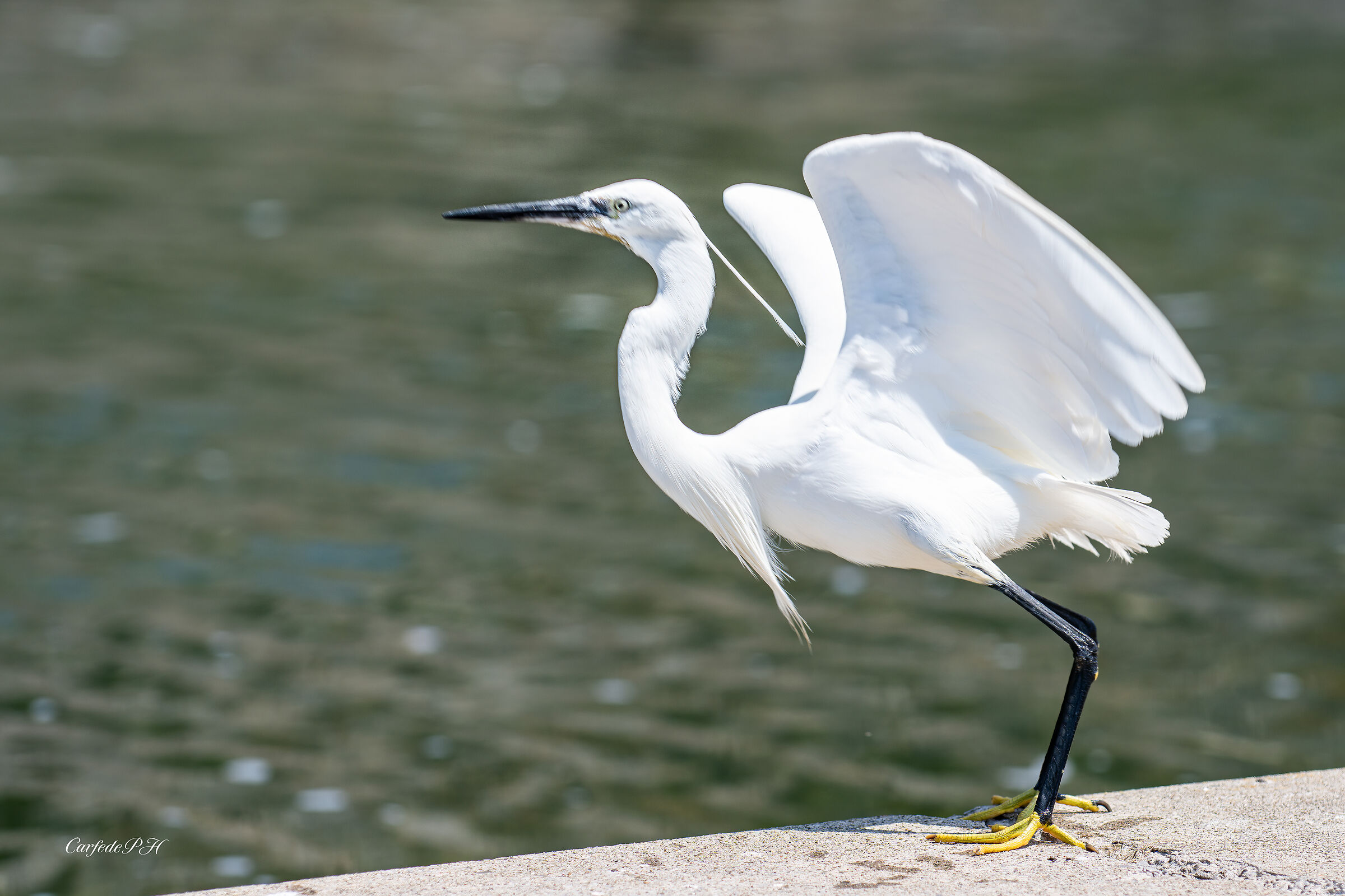 egret