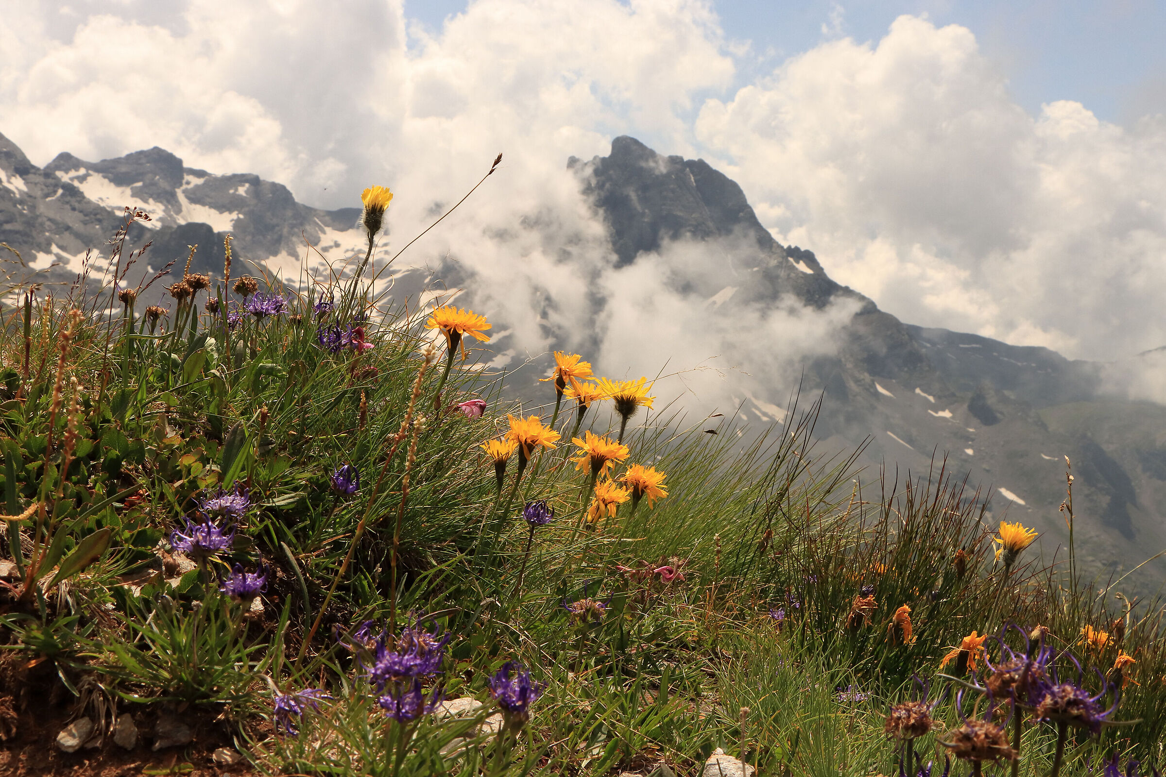 arnica tra le nebbie