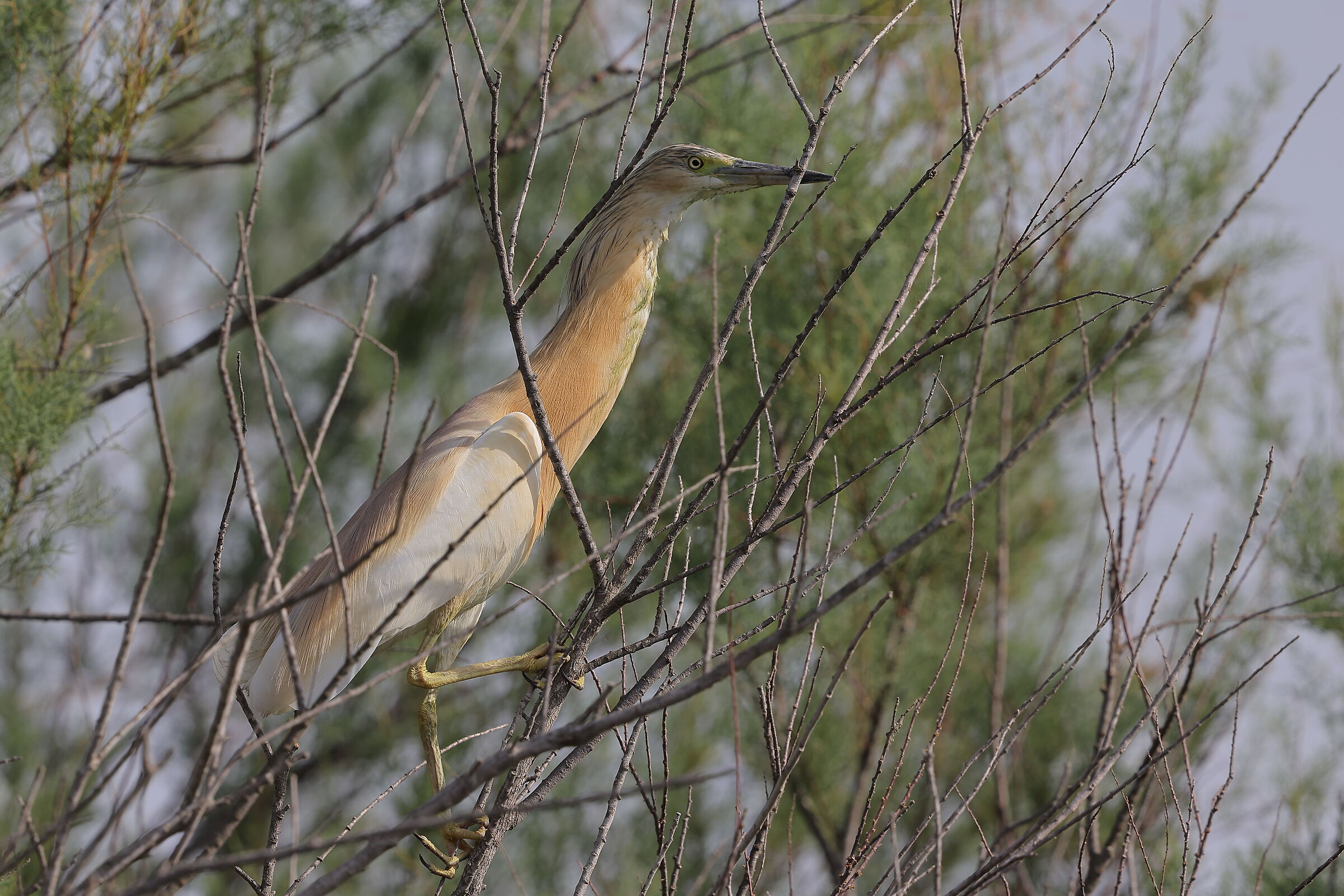 squacco heron