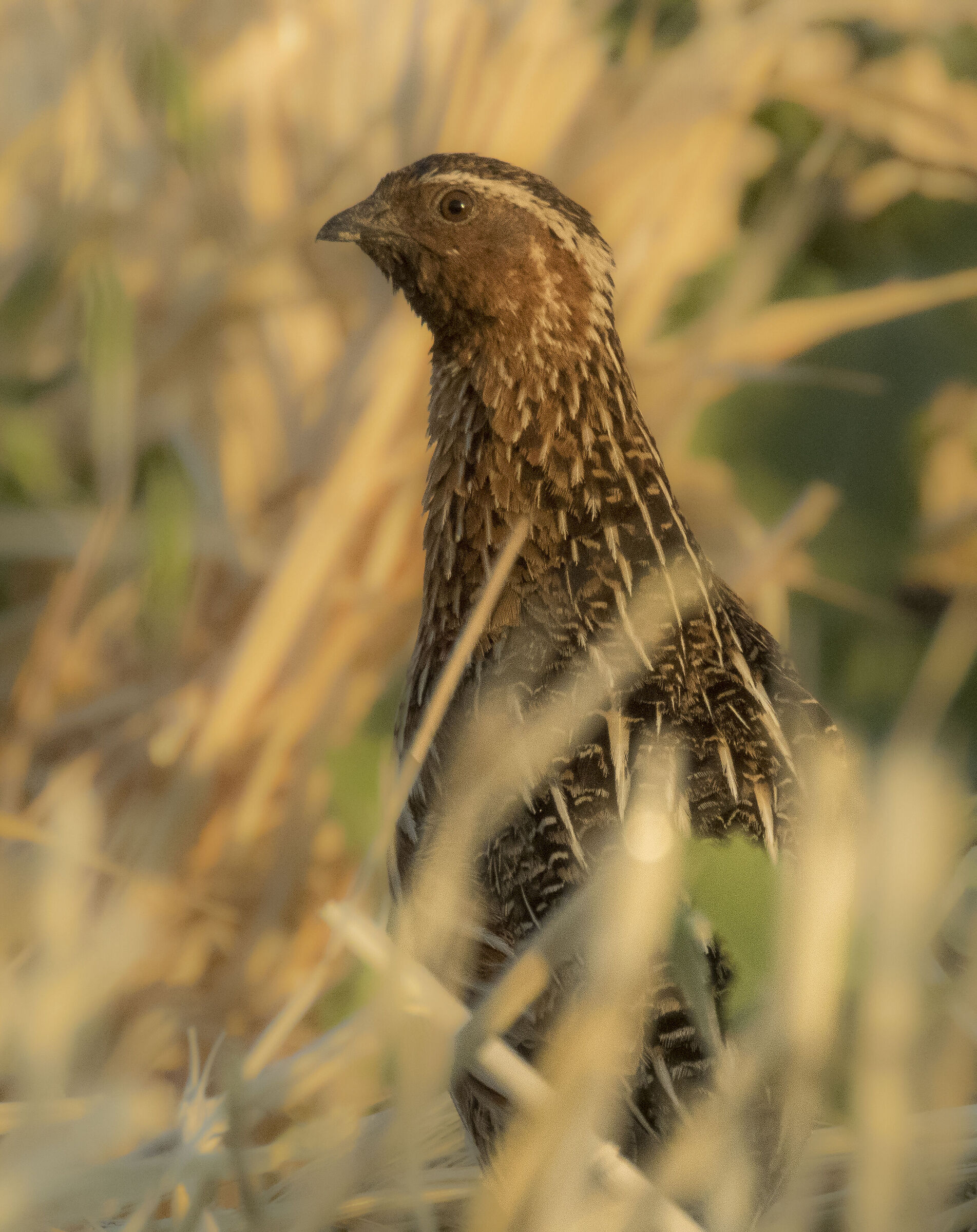 Common Quail