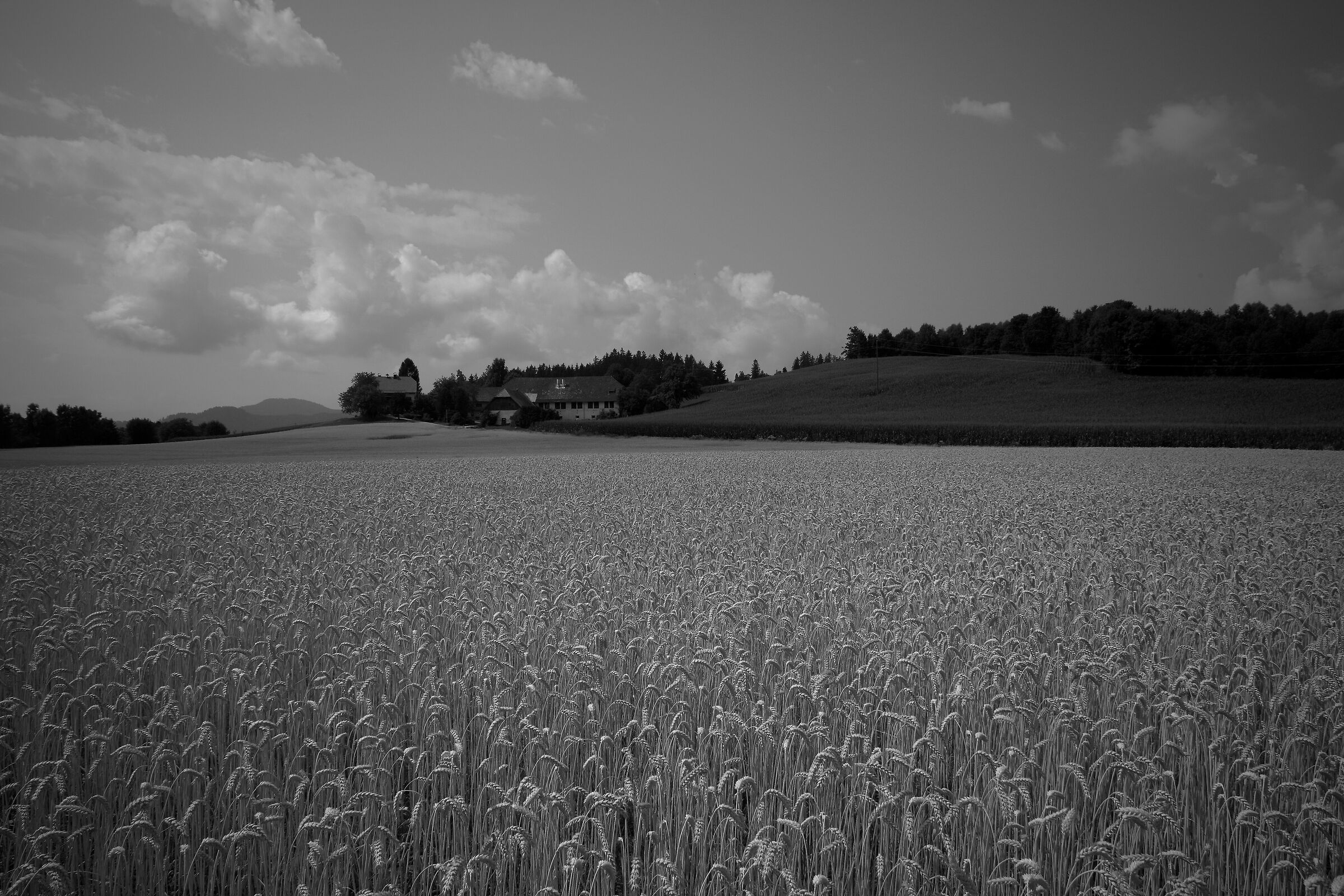 wheat field