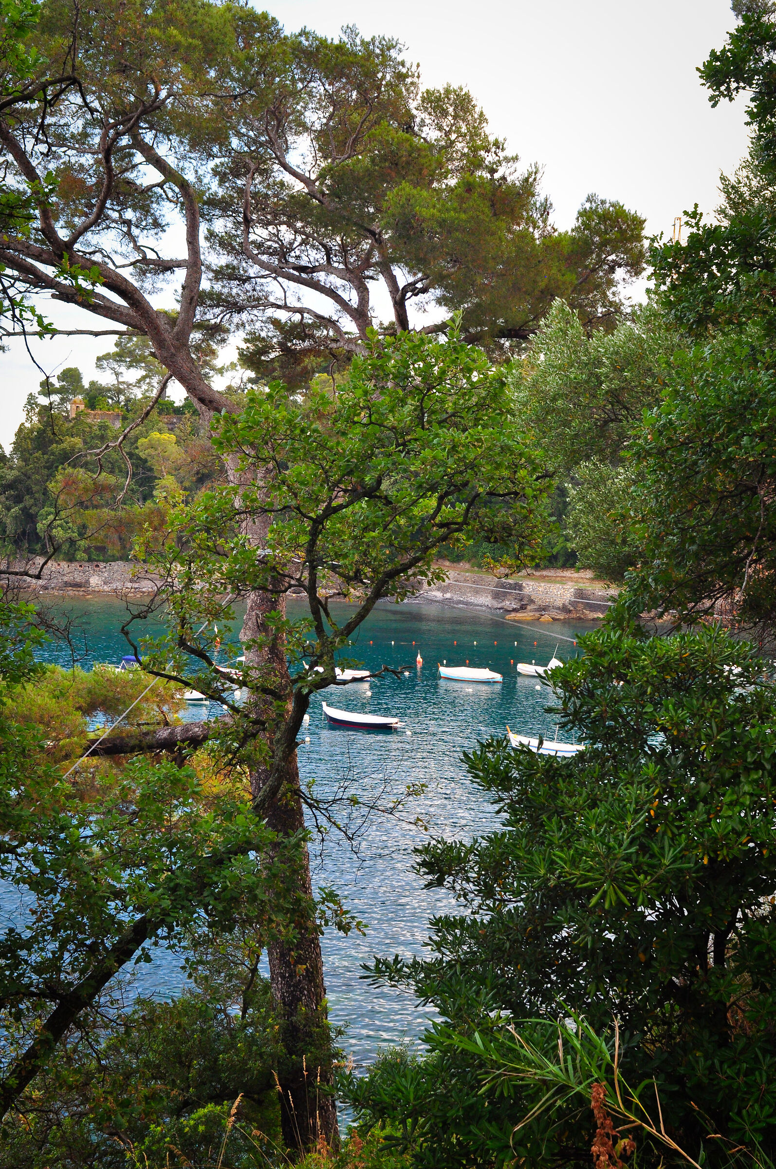 Boats through branches